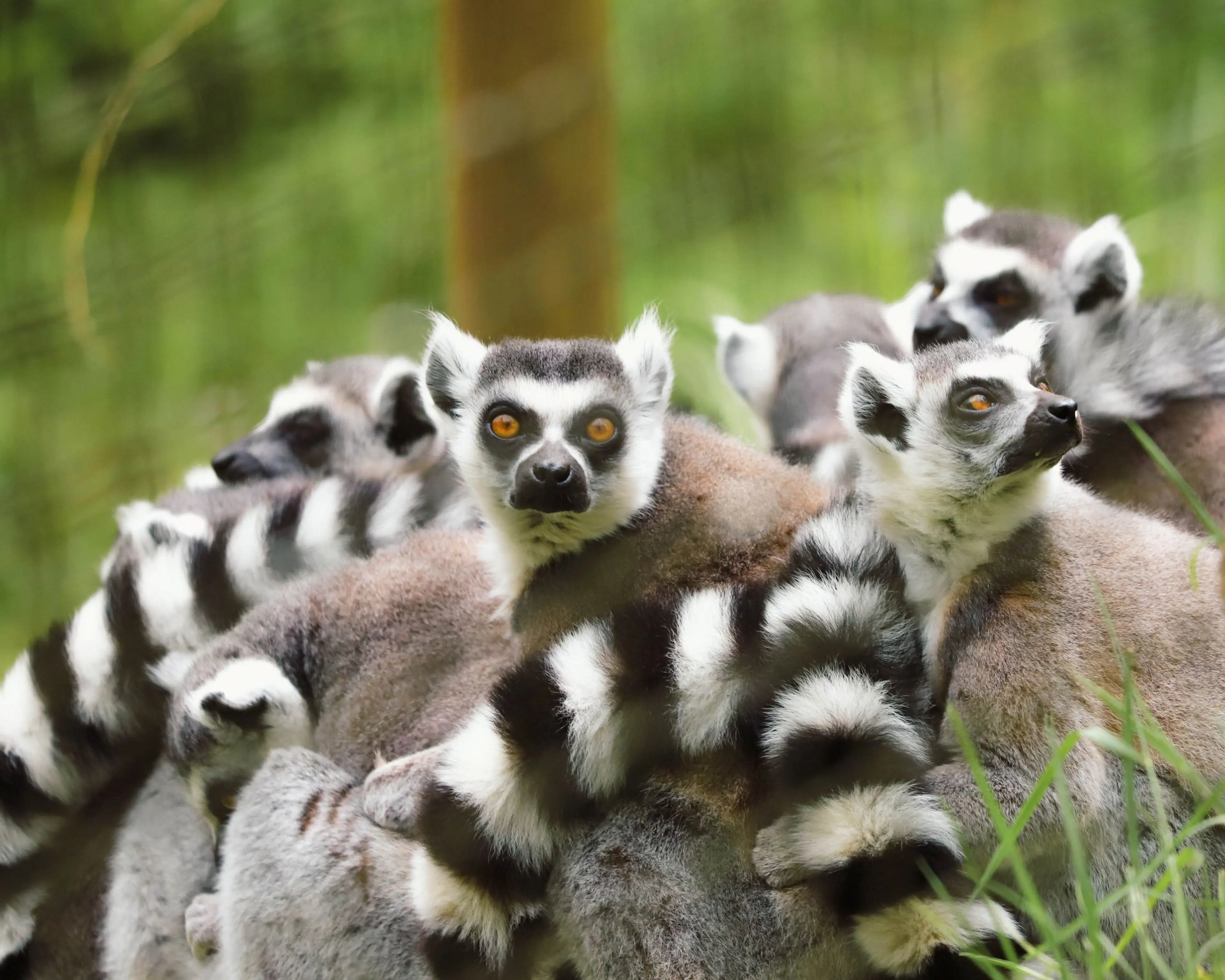A group of ring-tailed lemurs with striking black and white tails sit closely together, surrounded by green foliage.