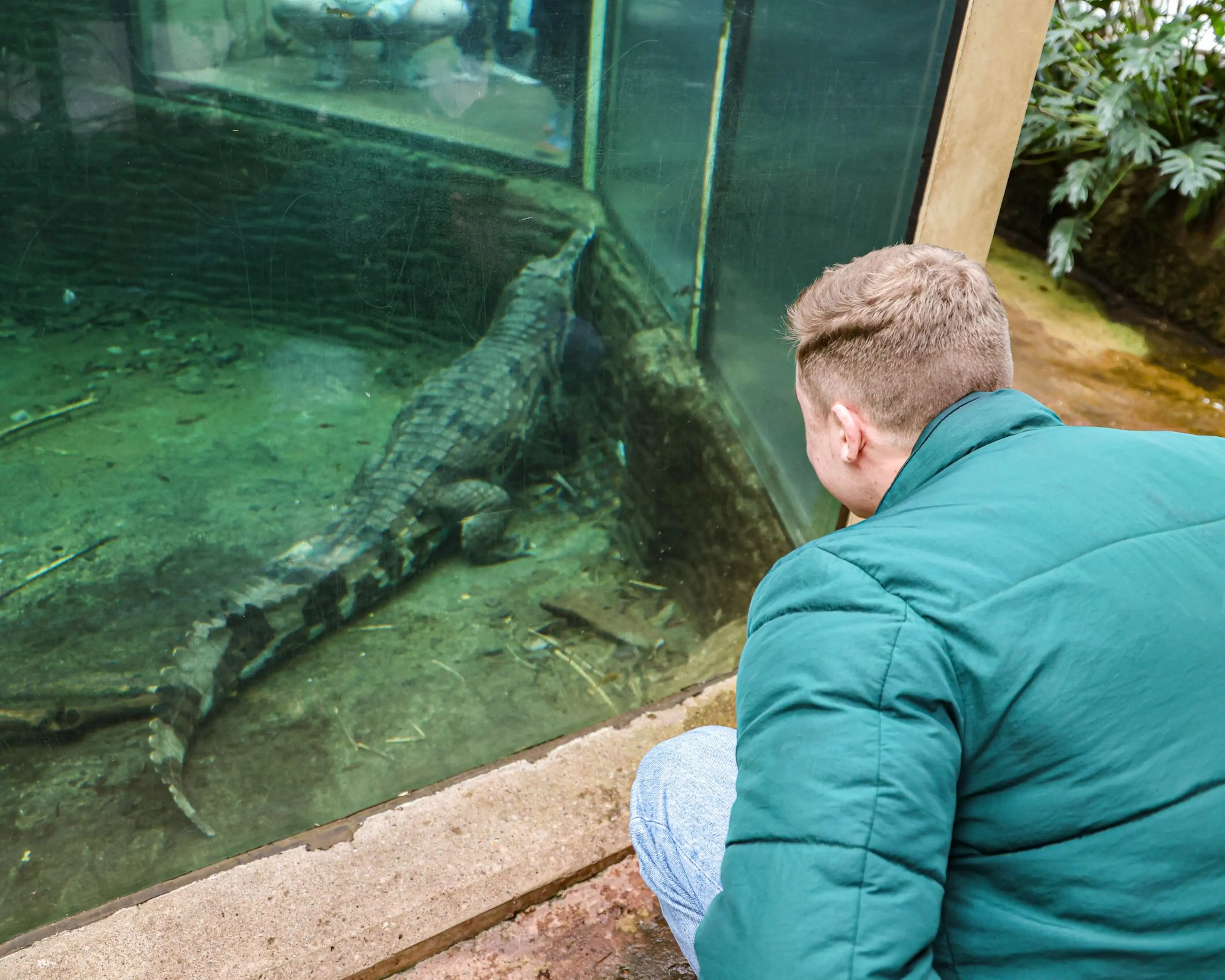 A person in a green jacket squats near a glass enclosure observing a crocodile submerged in water.