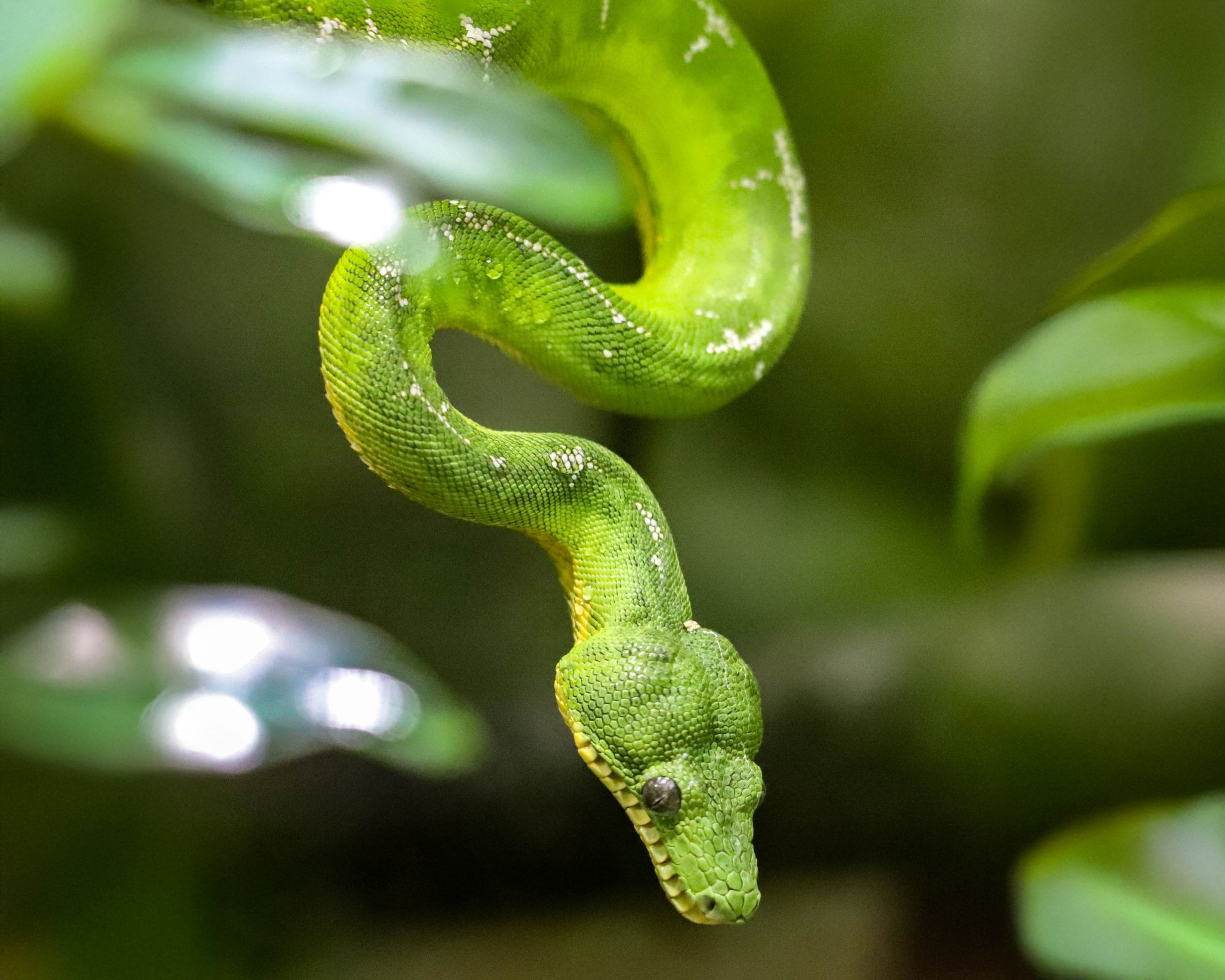 Emerald tree boa hanging down from a branch at Paignton Zoo in Devon, UK