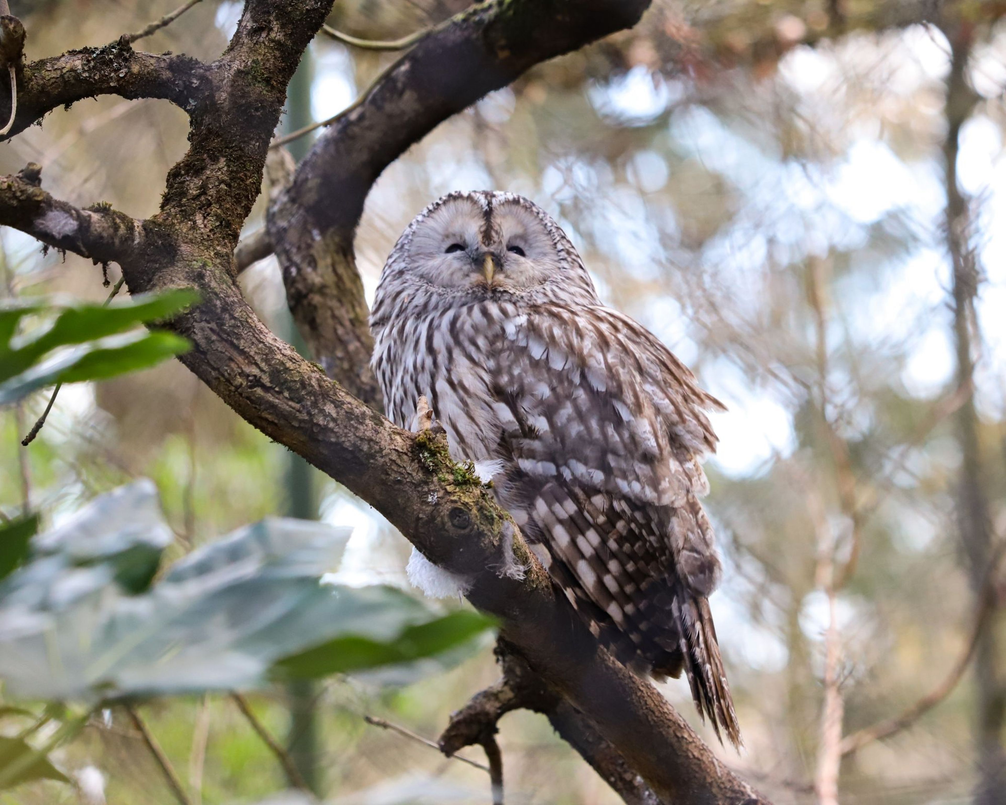 A ural owl with mottled feathers perched on a mossy branch in a forested area, surrounded by leaves and soft focus background.