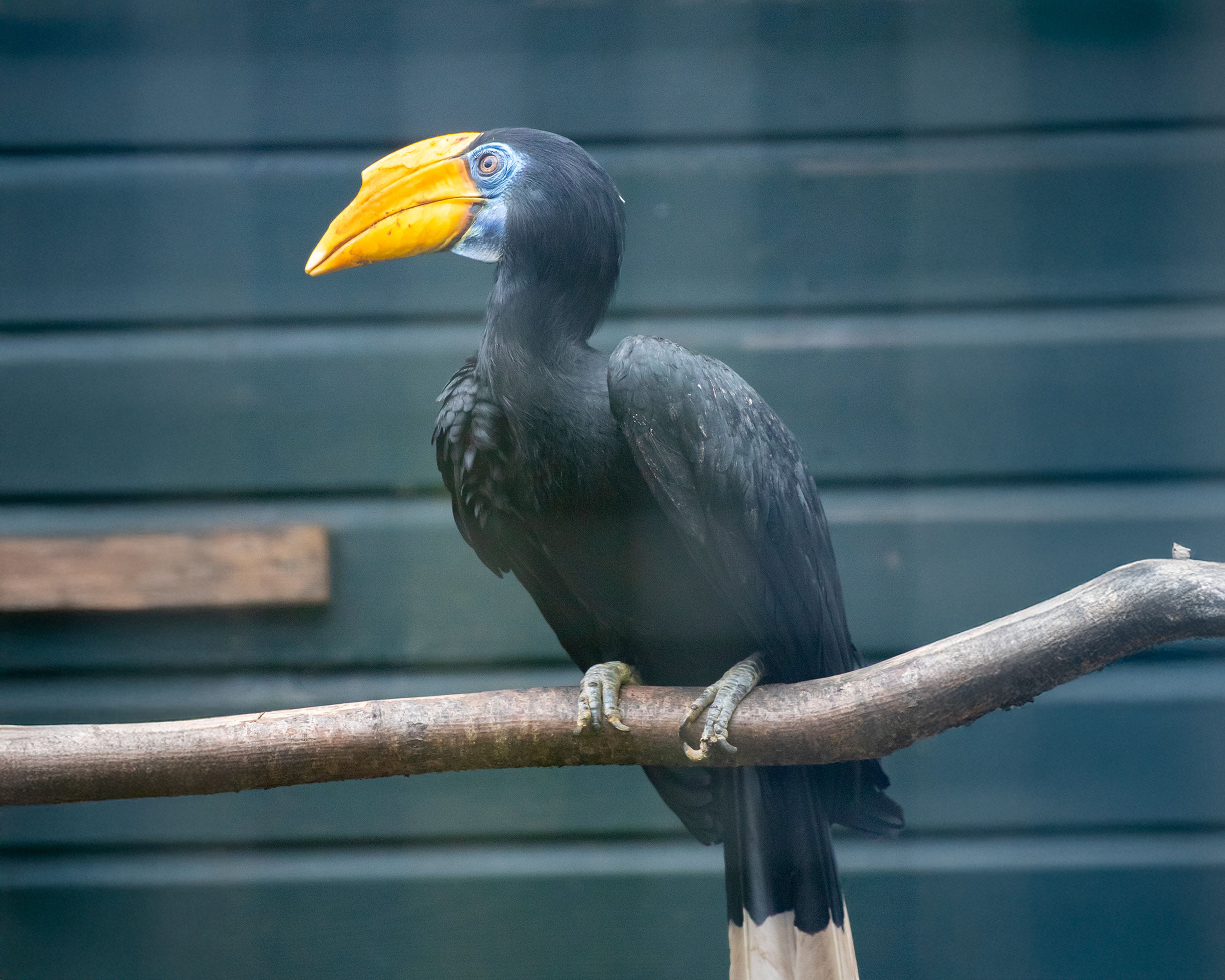 Hornbill with striking yellow beak and blue eye patch perched on a branch against a dark background.