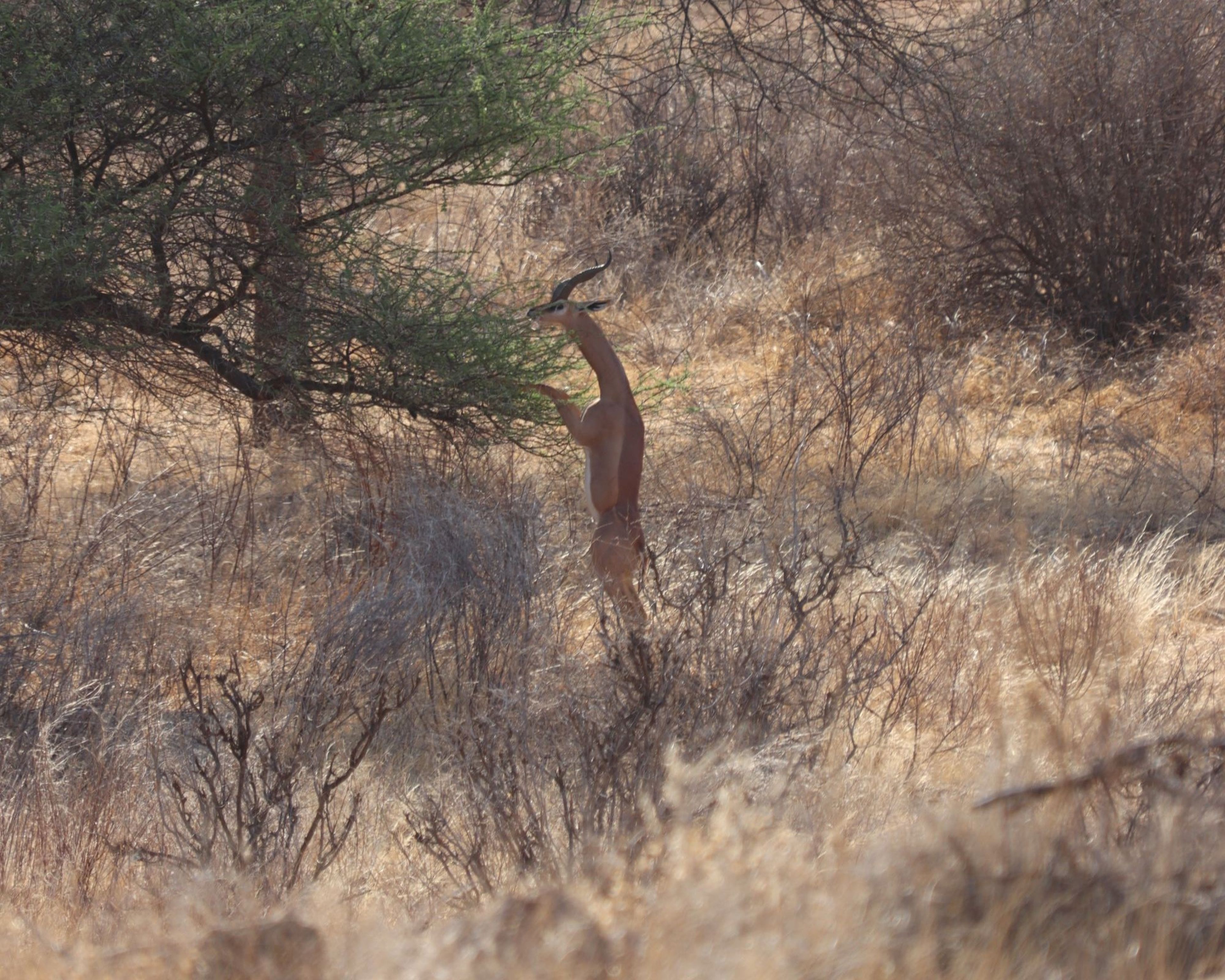 Een generuk staat te eten uit een boom in Samburu National Park in Kenia.