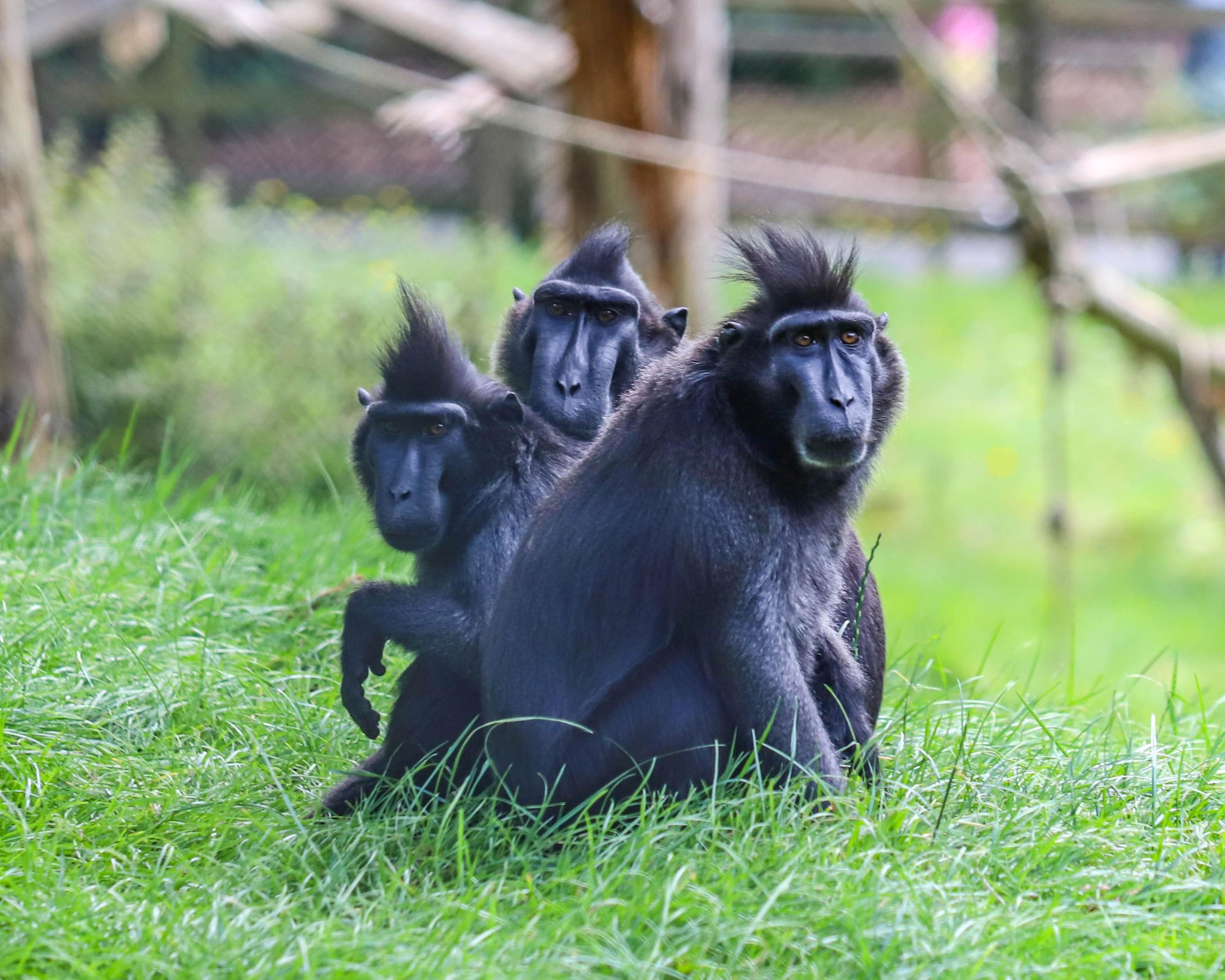 Three Sulawesi crested black macaques at Paignton Zoo, where the international studbook for this species is held