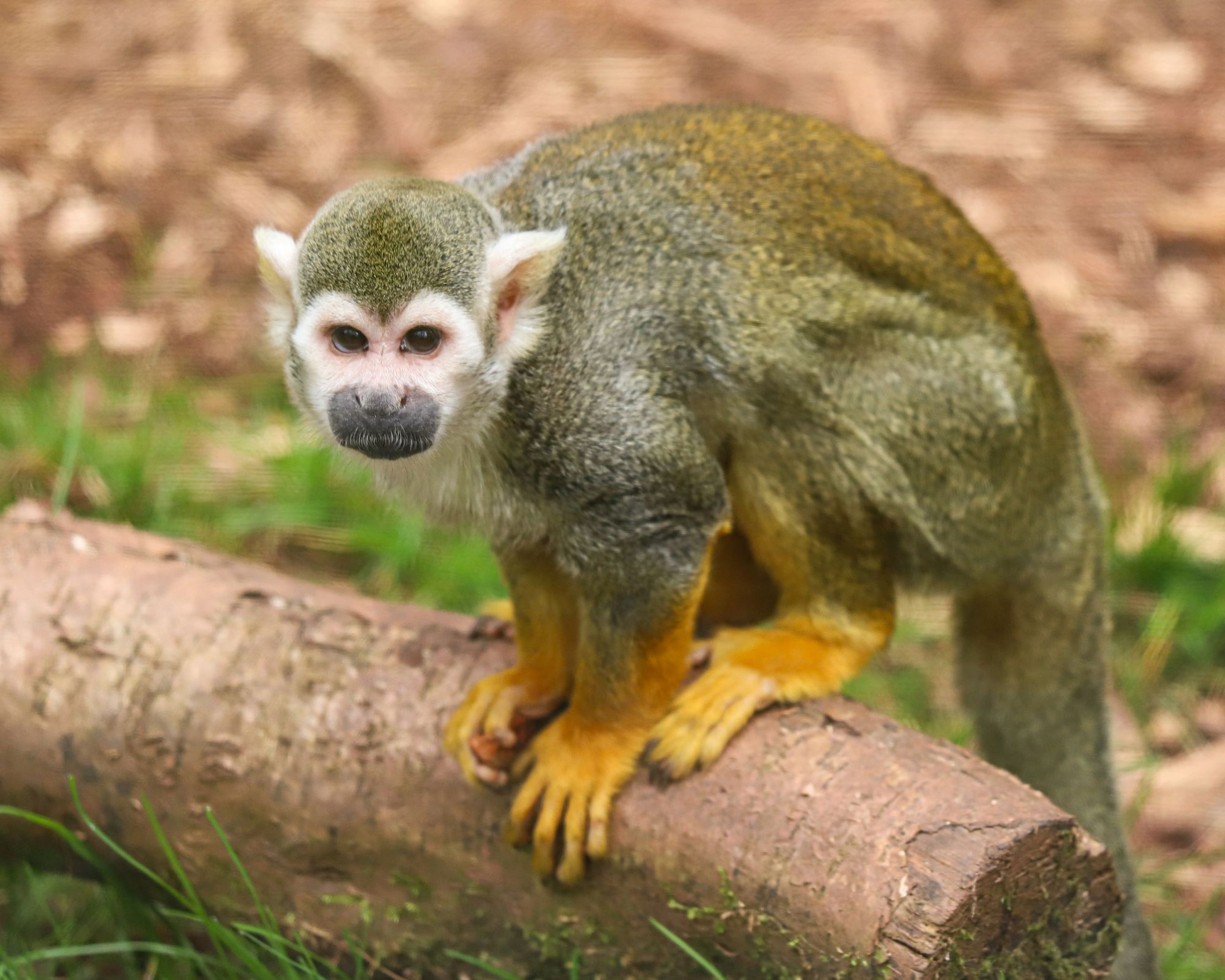 A squirrel monkey with a greenish-brown coat and yellow limbs stands on a log, surrounded by grassy ground.