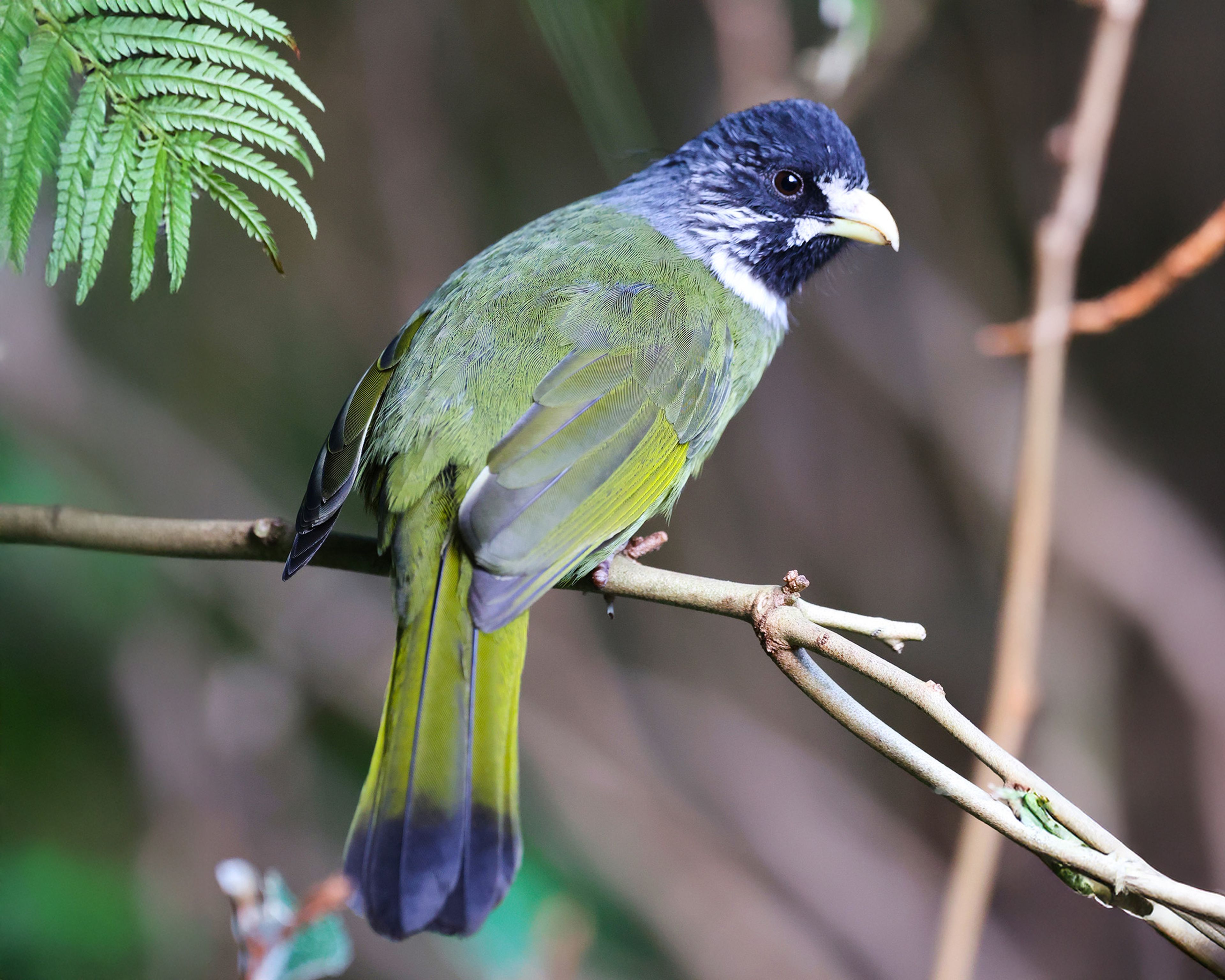 A green and black bird with a distinctive white streak on its face, perched on a branch with blurred foliage in the background.