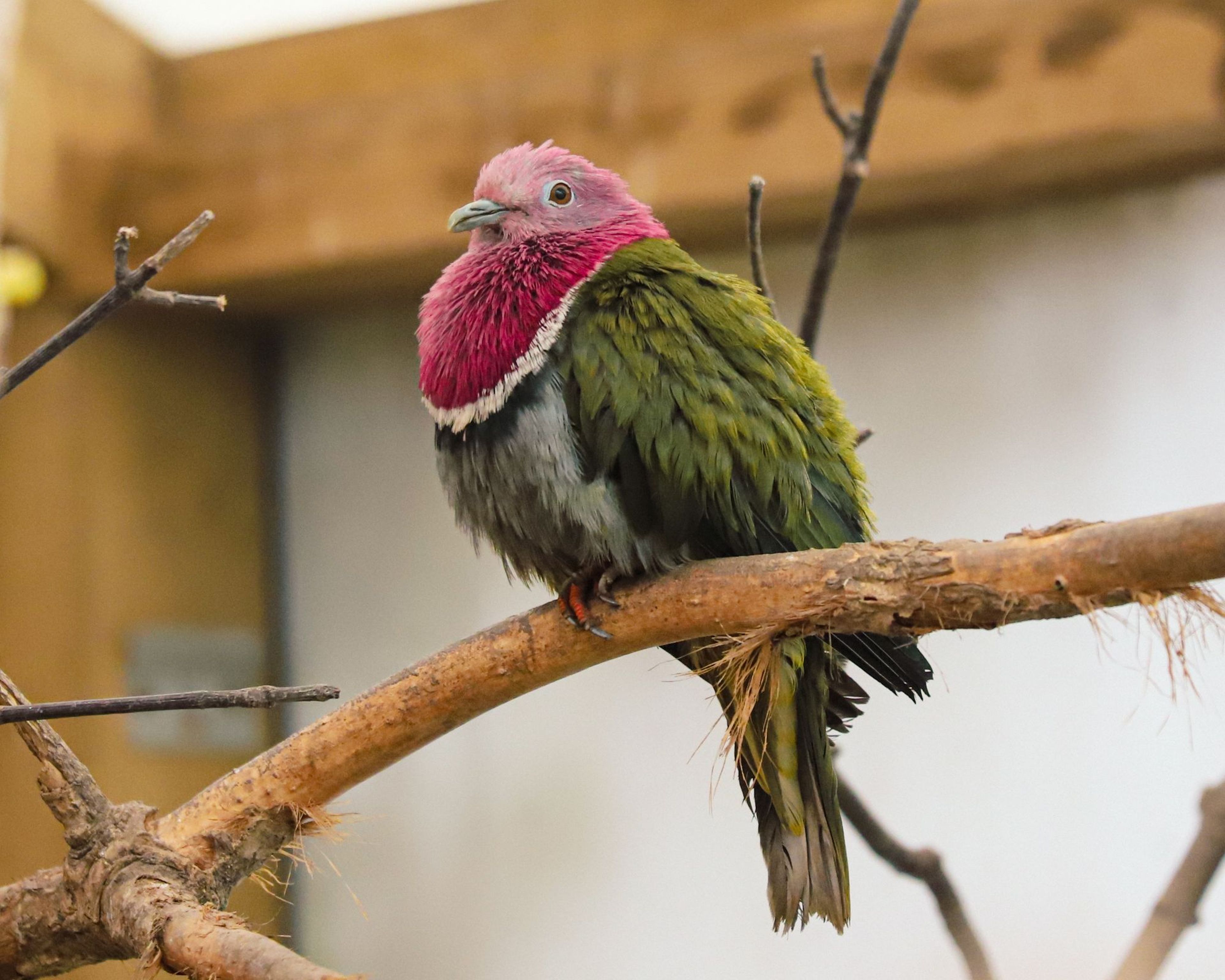 Colorful bird with pink, green, and white plumage perched on a branch in an indoor setting with blurred wooden background.