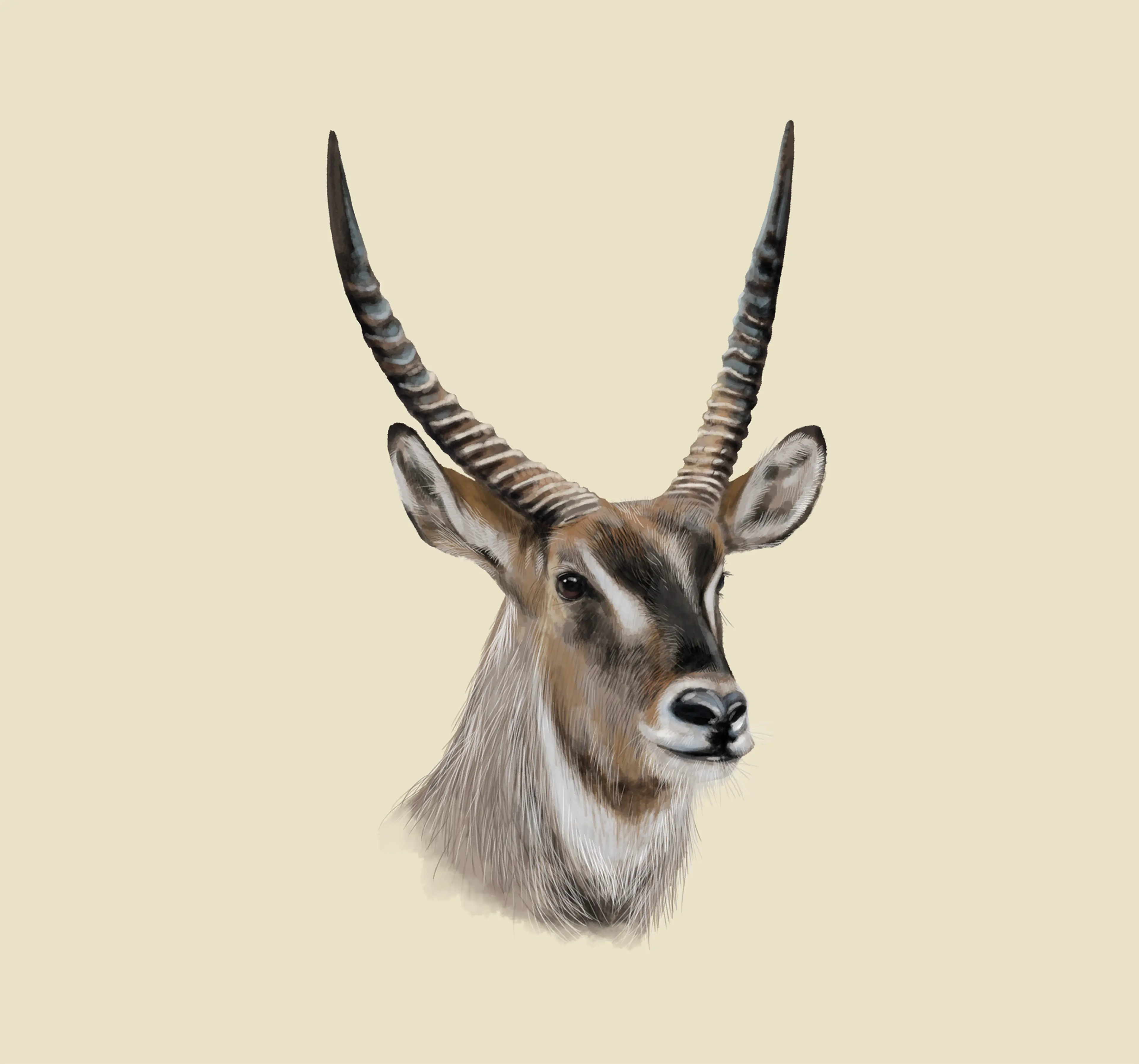 Defassawaterbok Safaripark Beekse Bergen