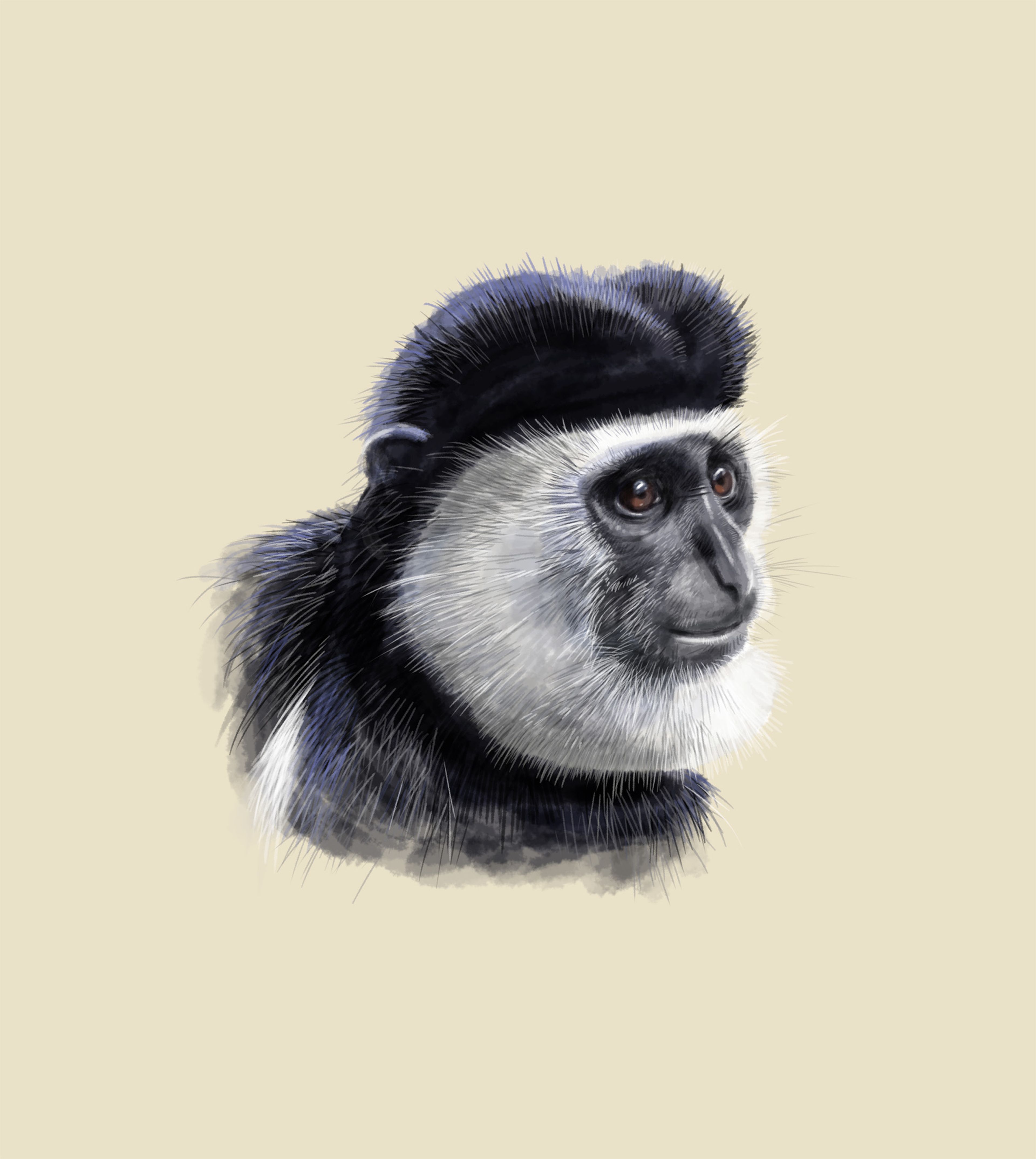 Colobusaap guereza colobus Safaripark Beekse Bergen