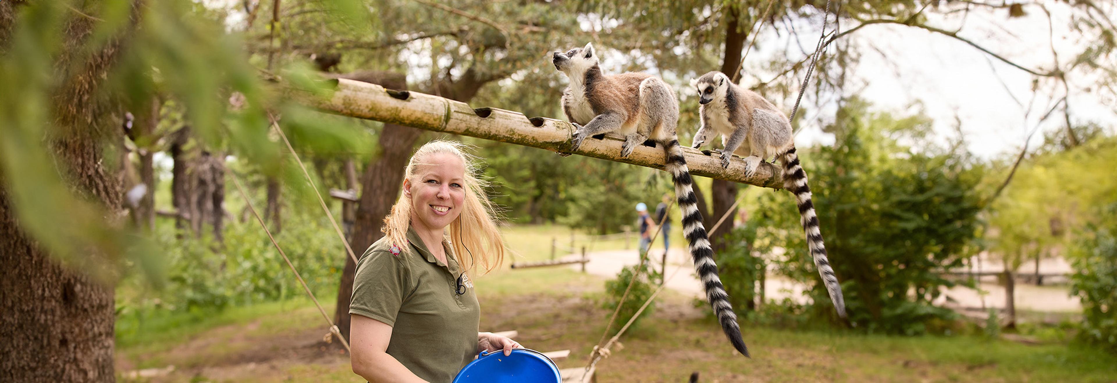 Dierenverzorger van de ringstaartmaki's in Beekse Bergen