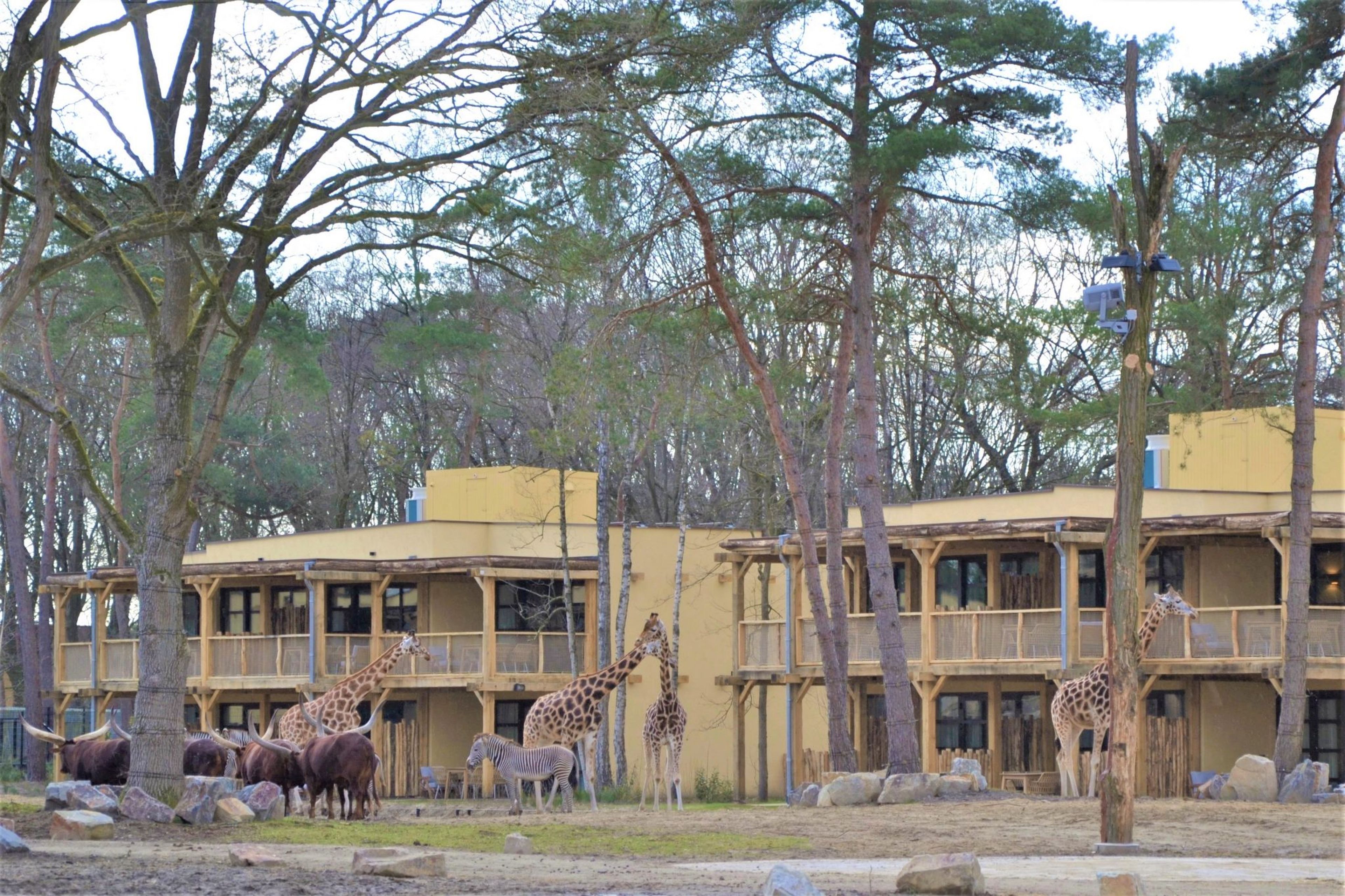 De hotelkamers tijdens de opening van Safari Hotel Beekse Bergen
