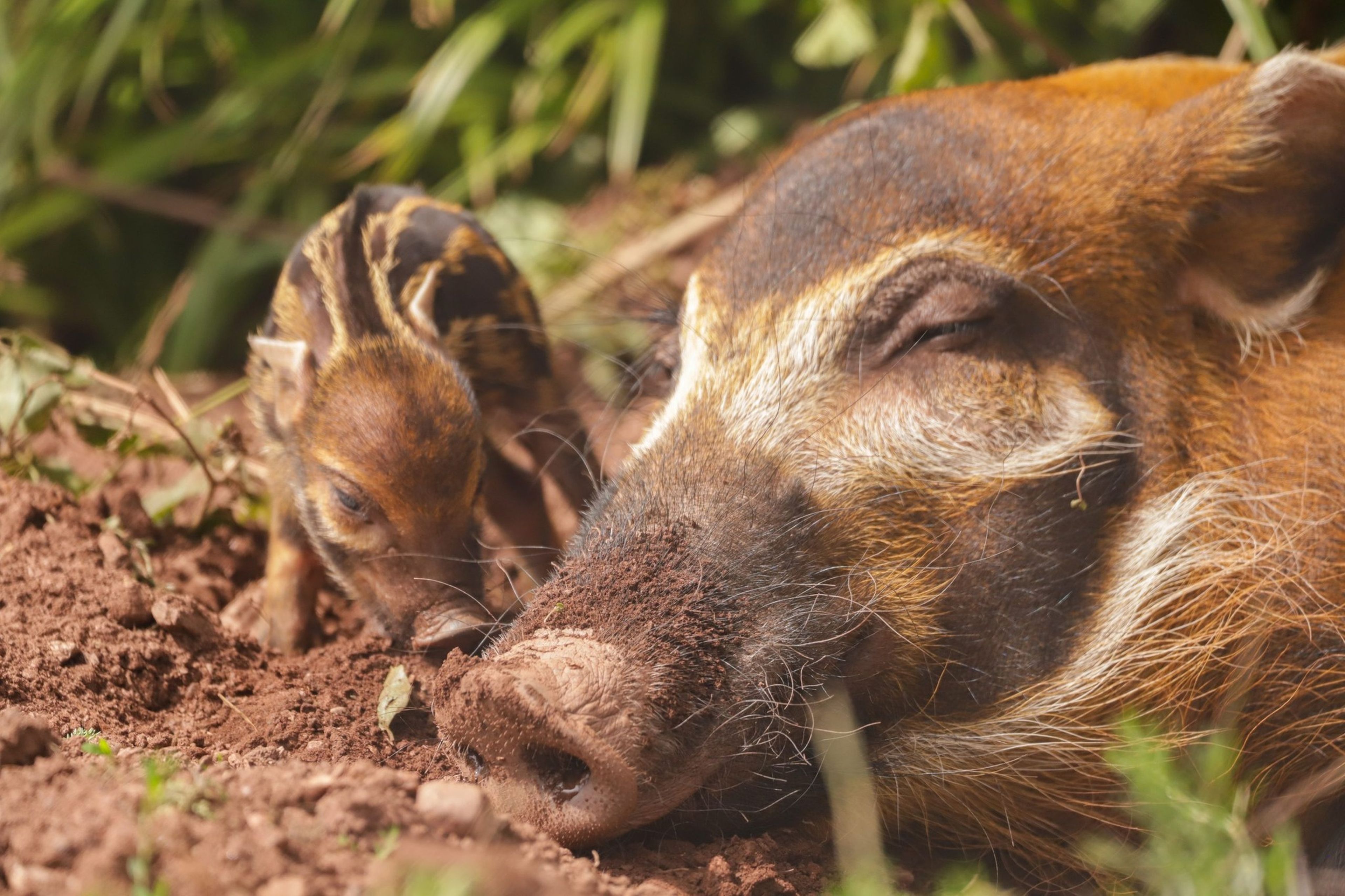 Piglet nuzzles against a sleeping adult red river hog on dirt, surrounded by green foliage at Paignton Zoo in Devon, UK