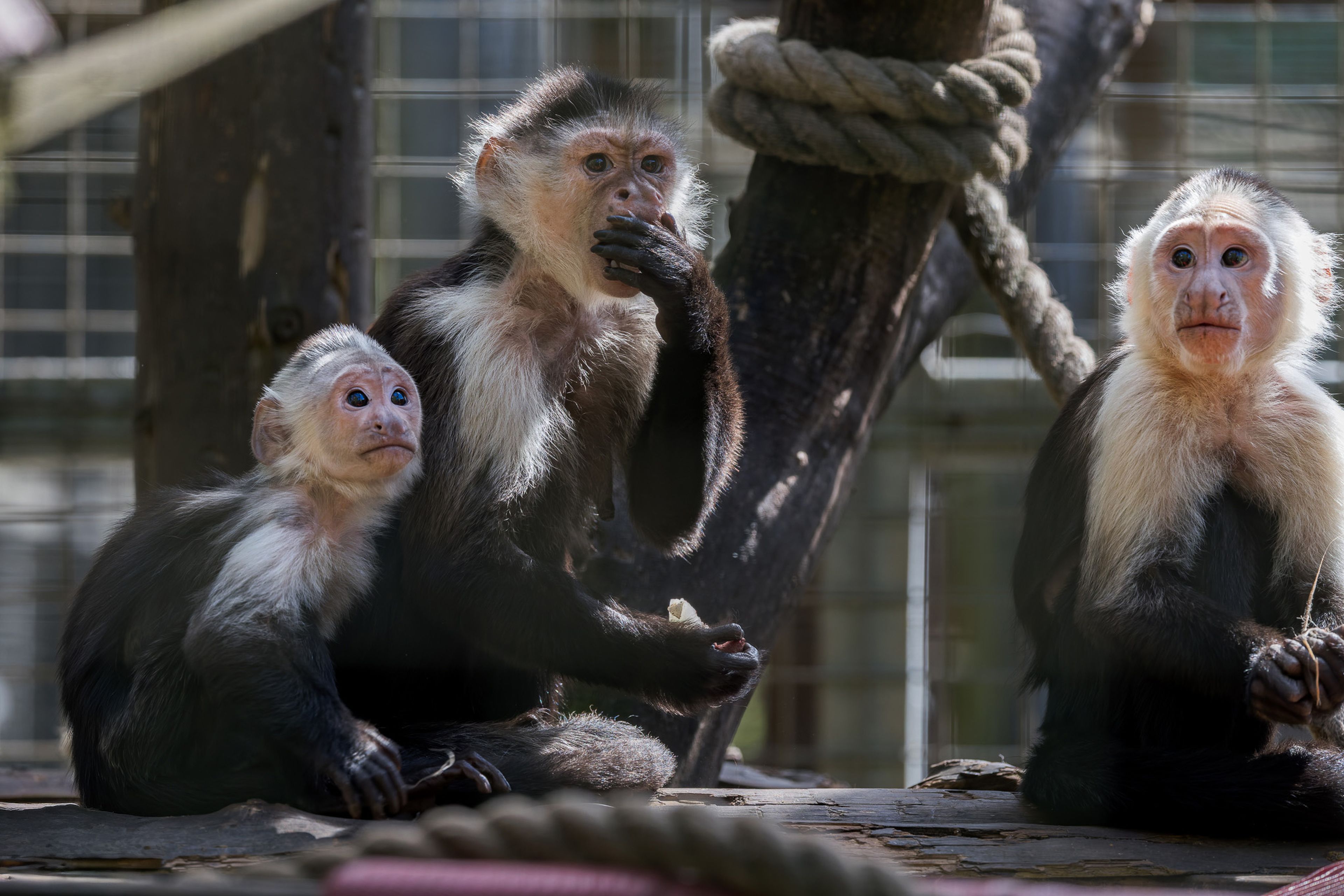 Three monkeys with light fur and dark faces are sitting on a wooden platform, surrounded by ropes, in an enclosure.
