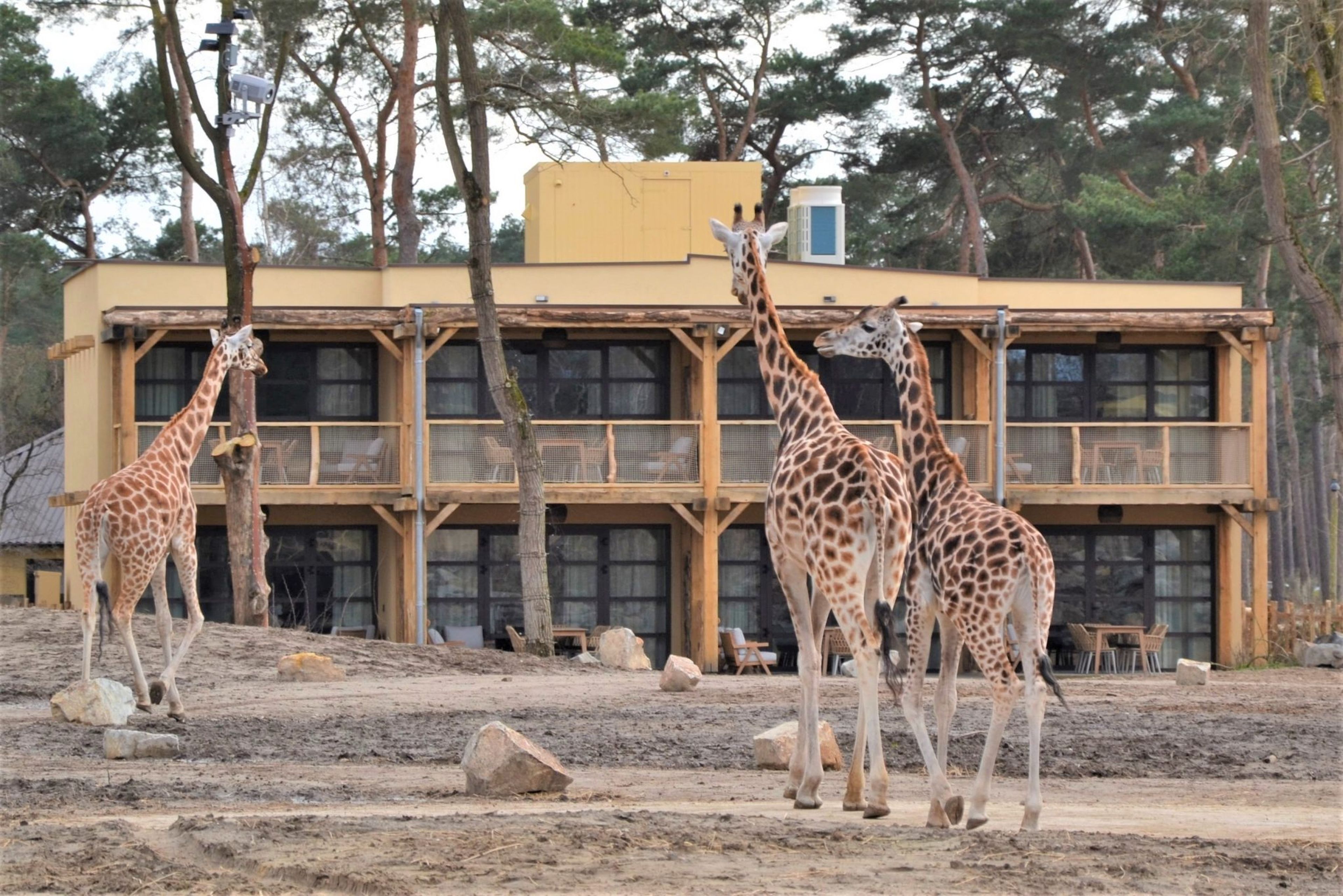 Giraffen op de savanne tijdens de opening van Safari Hotel Beekse Bergen