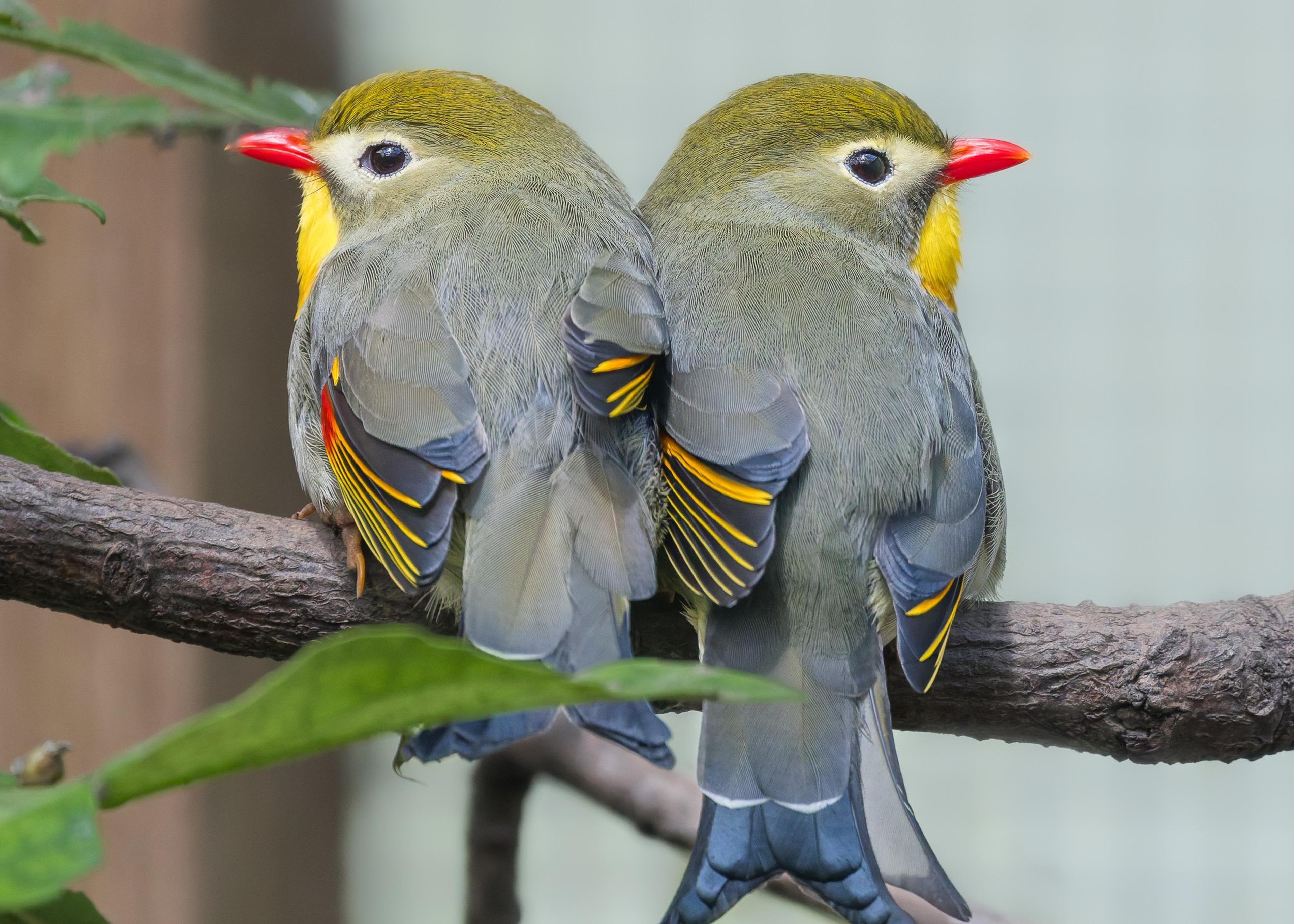 Two colorful birds perch back-to-back on a branch. They have gray bodies, yellow throats, and bright red beaks.