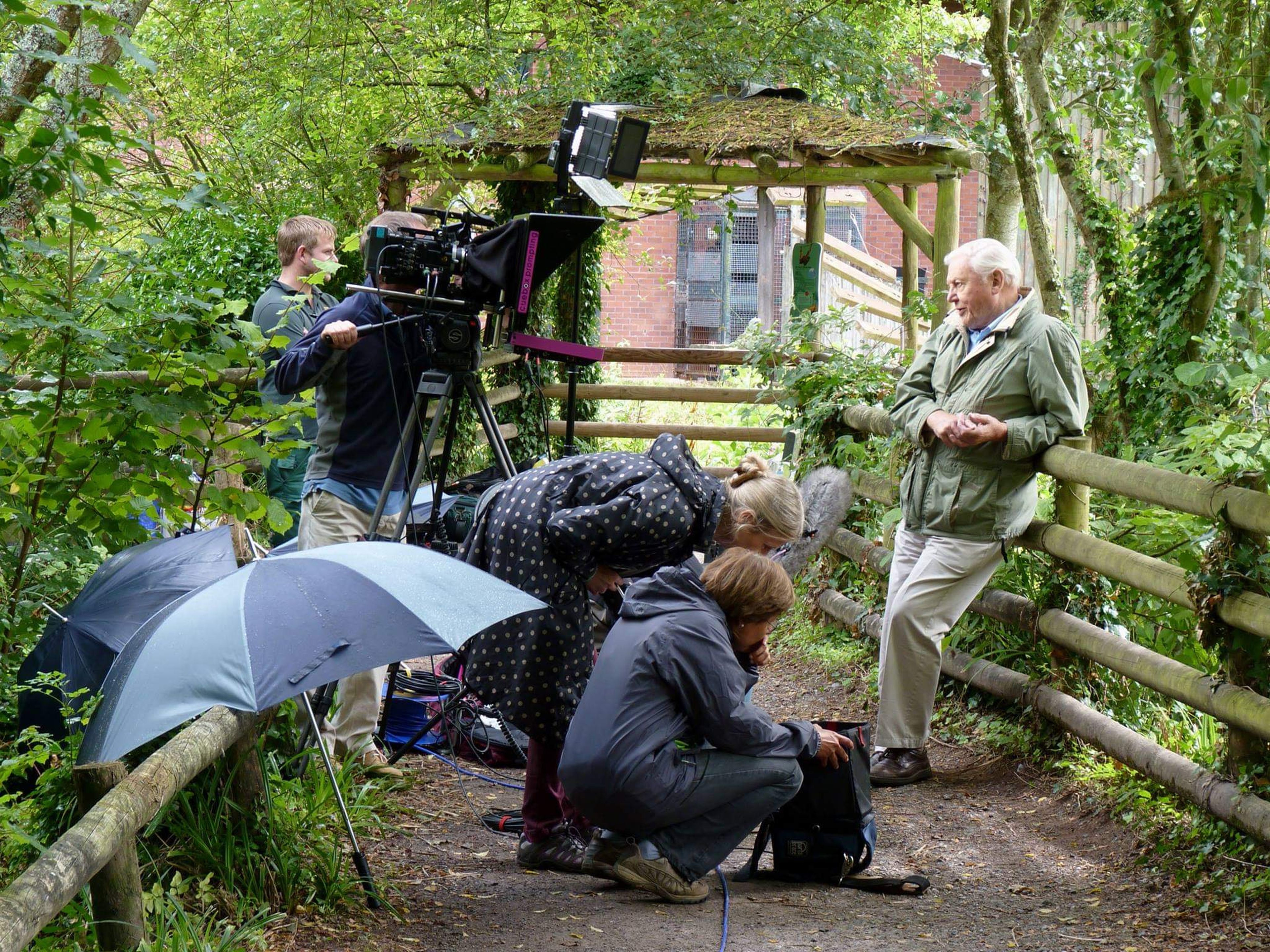 A camera pointed at Sir David Attenborough as he leans against a wooden fence overlooking orangutan habitat at Paignton Zoo in 2014