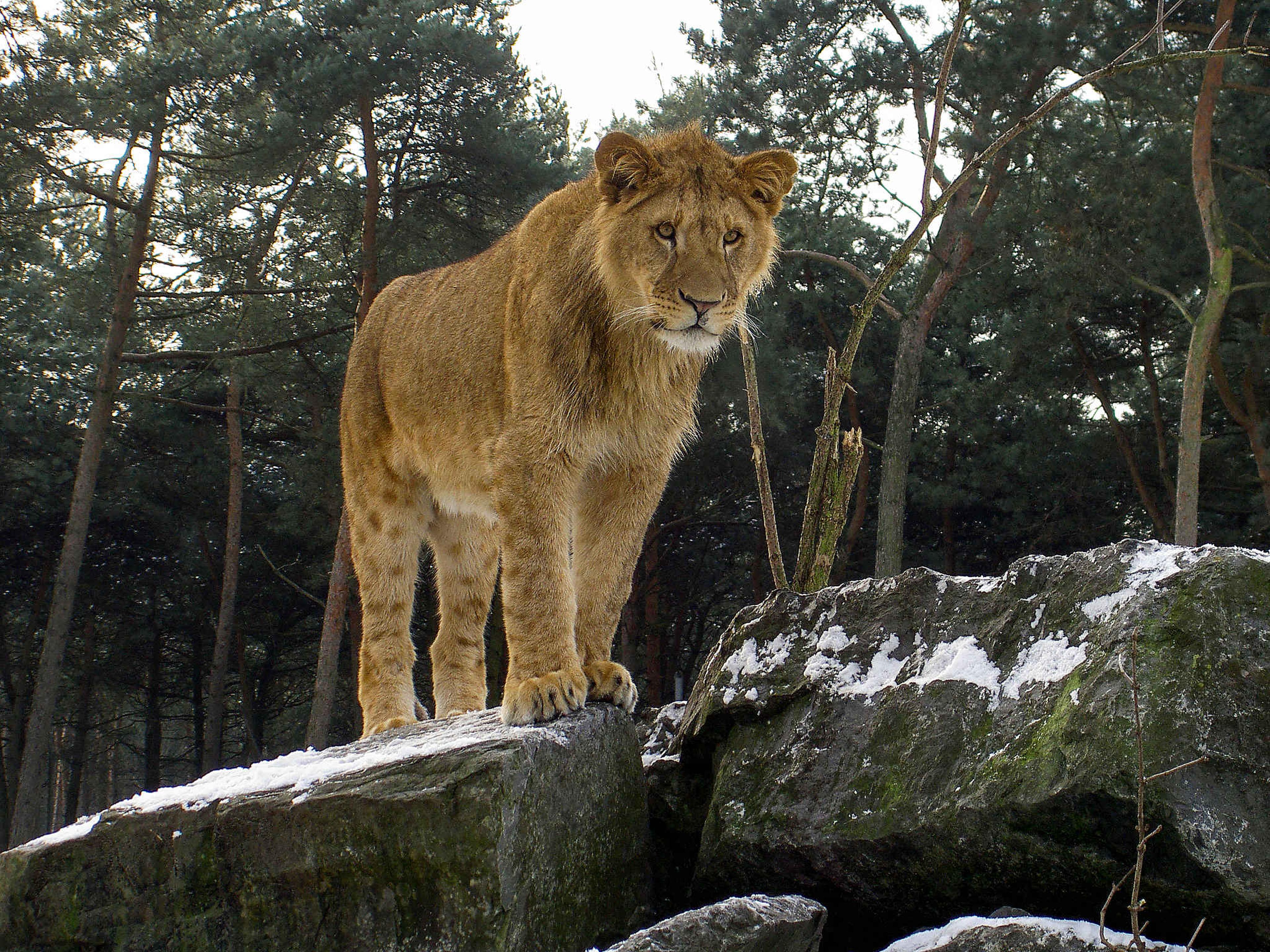 Vrouwtjes leeuw op een rots in de sneeuw in Safaripark Beekse Bergen