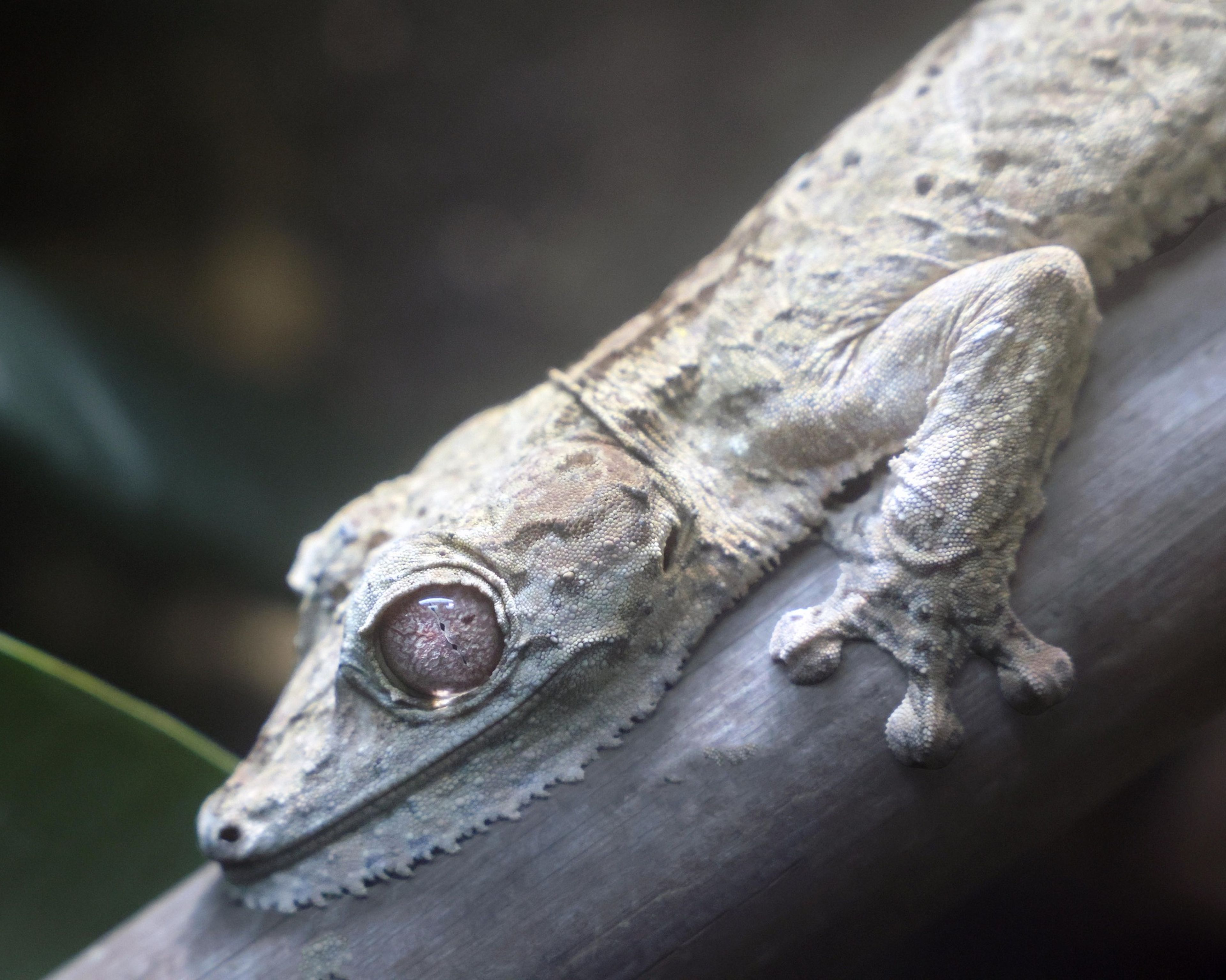 A textured, camouflaged gecko with large eyes clings to a branch, blending into its surroundings with a muted grayish color.