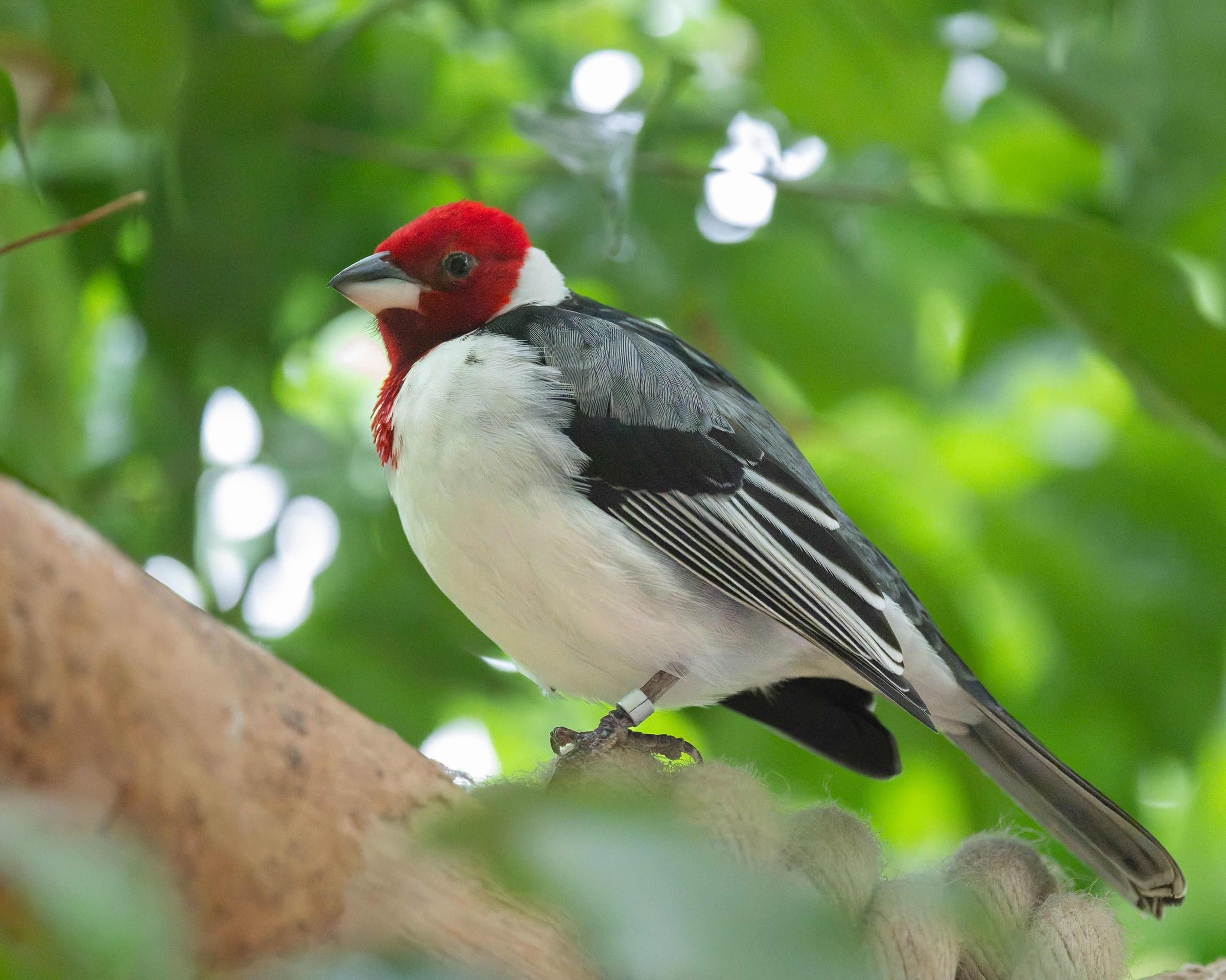 Red-capped cardinal with a vibrant red head, black wings, and white body, perched on a branch against a lush green background.