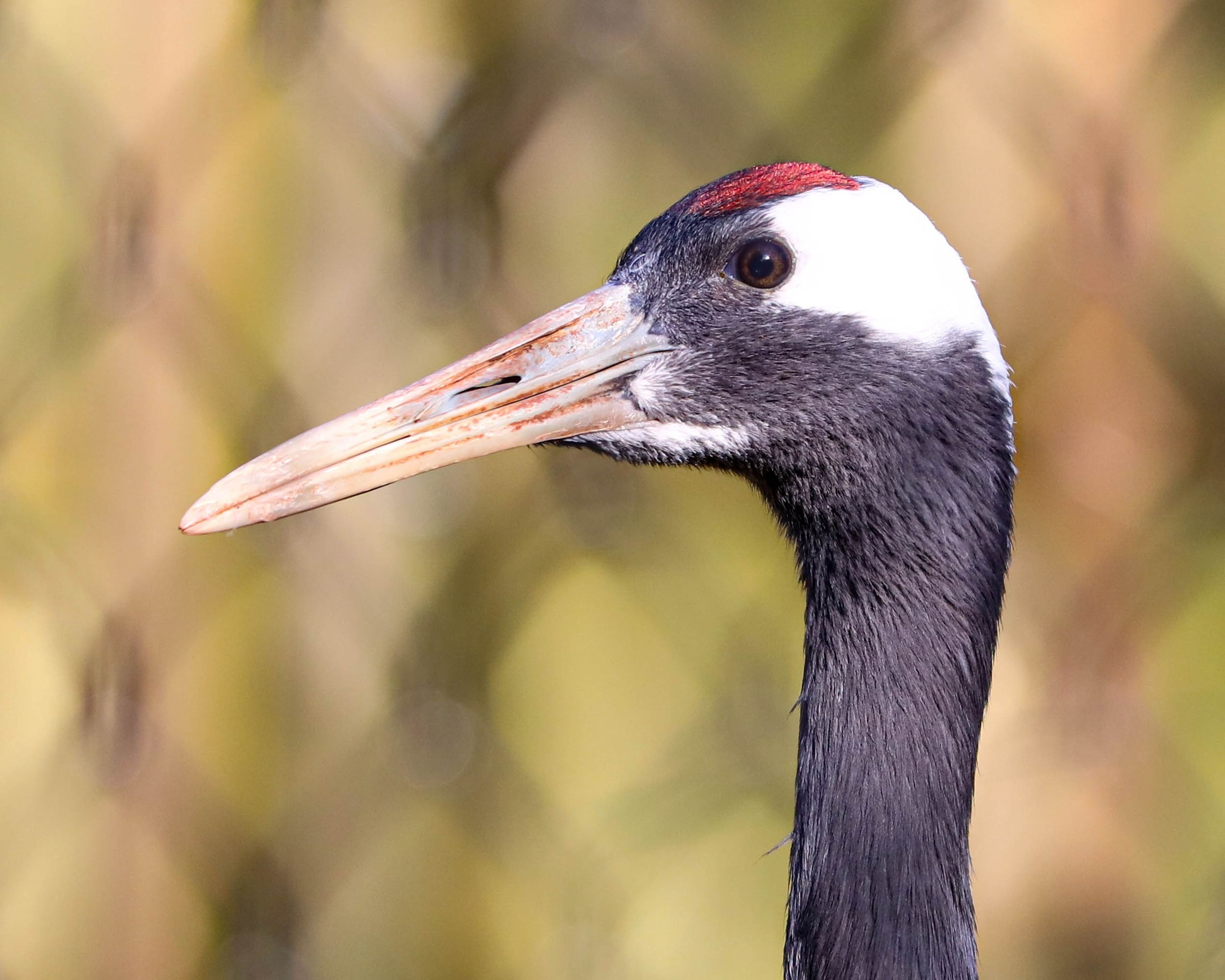 Close-up of a crane with a red crown and white face, set against a blurred, golden background at Paignton Zoo in Devon, UK