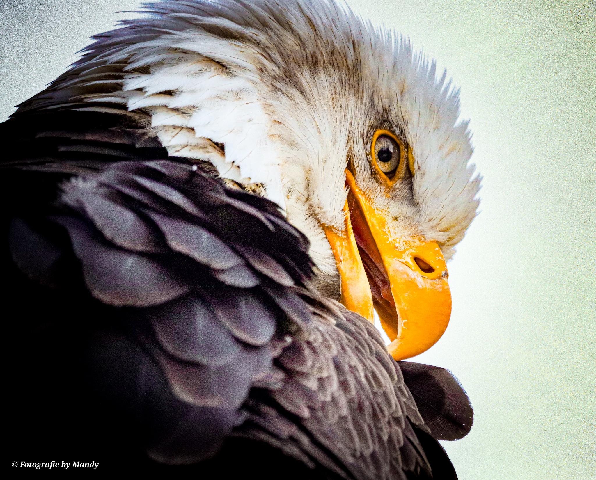 Zeearend close-up foto gemaakt door Mandy van Blijswijk in AquaZoo Leeuwarden