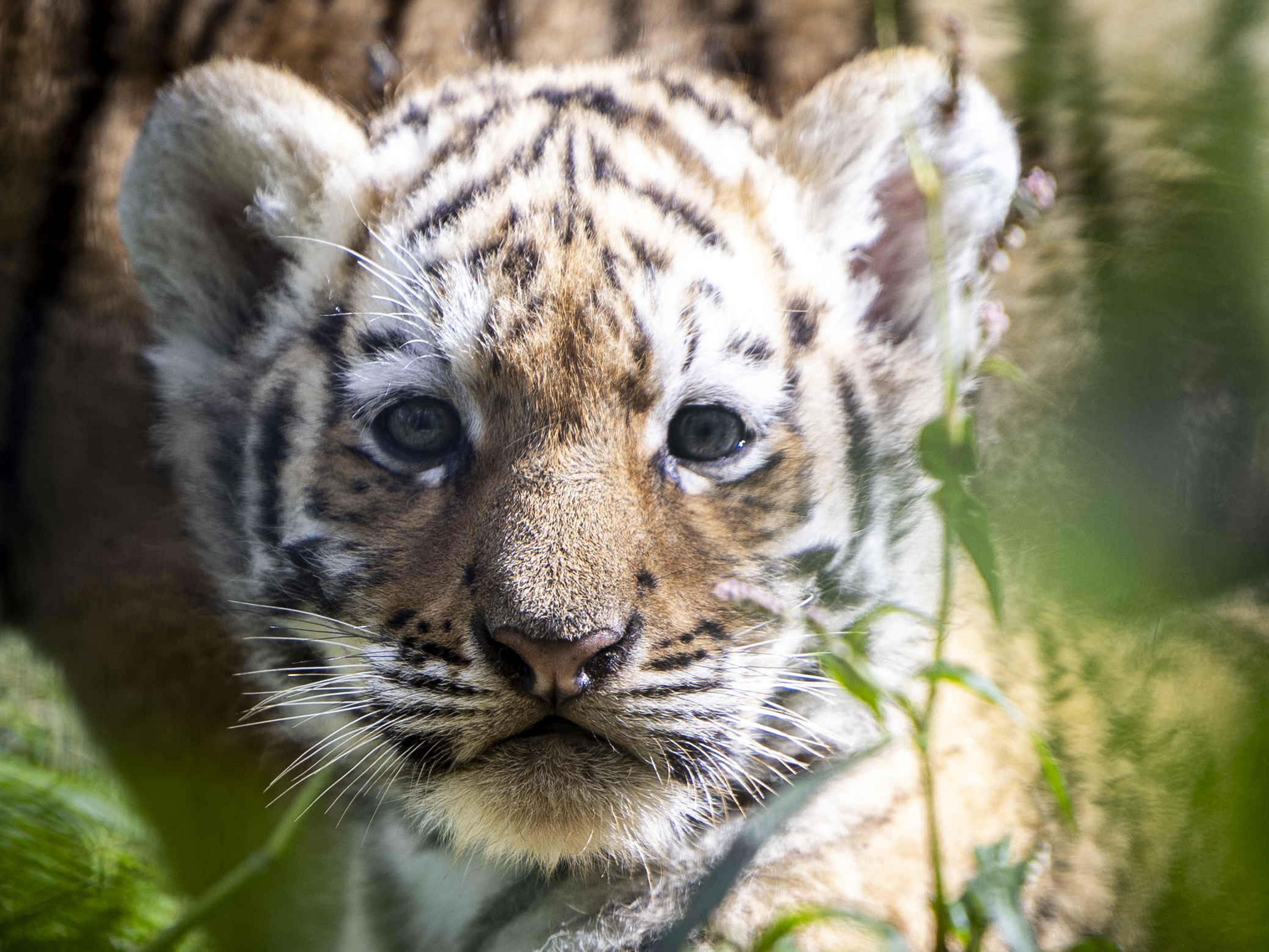 Tijger welp close-up AquaZoo Leeuwarden