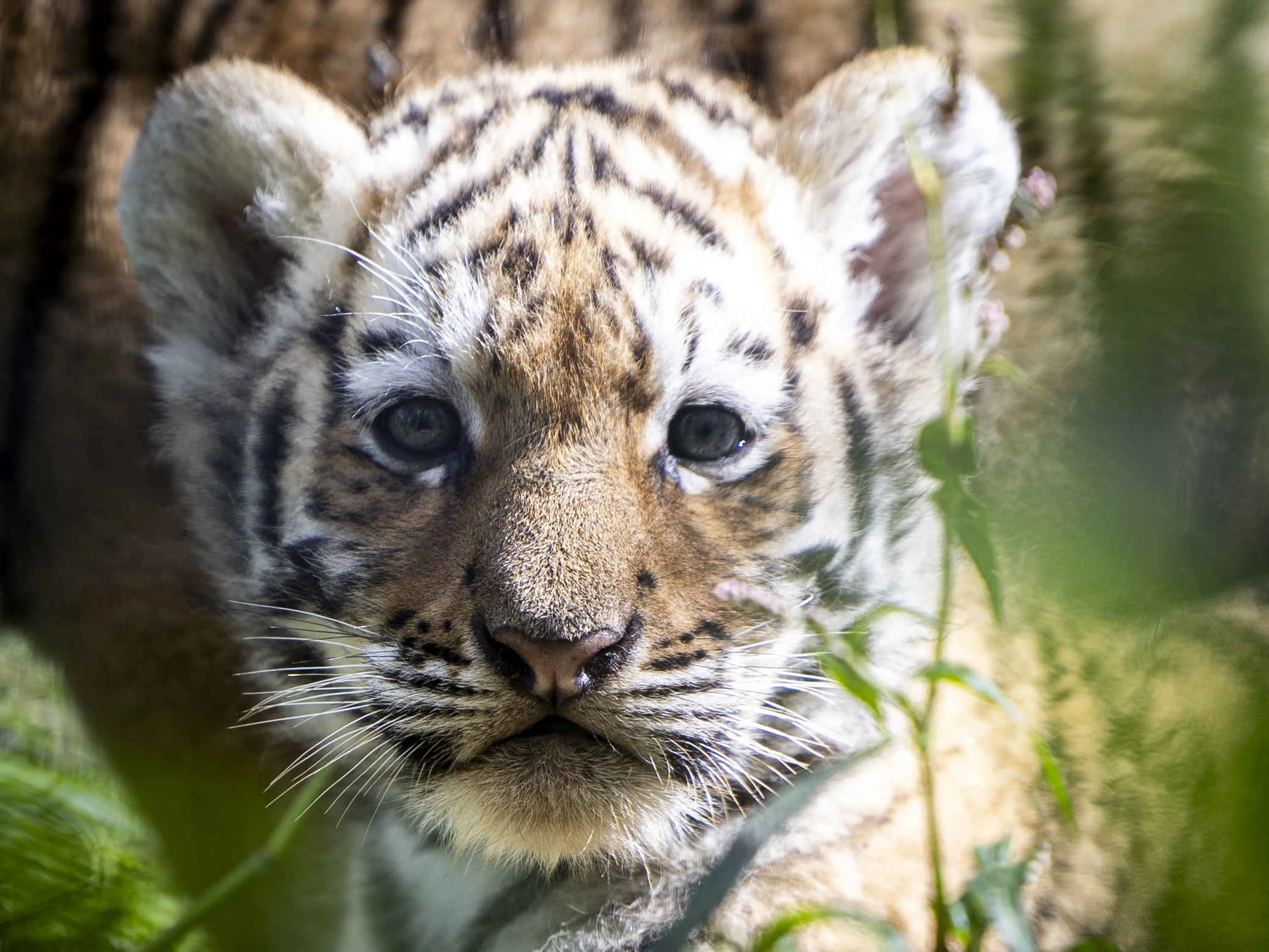 Tijger welp close-up AquaZoo Leeuwarden
