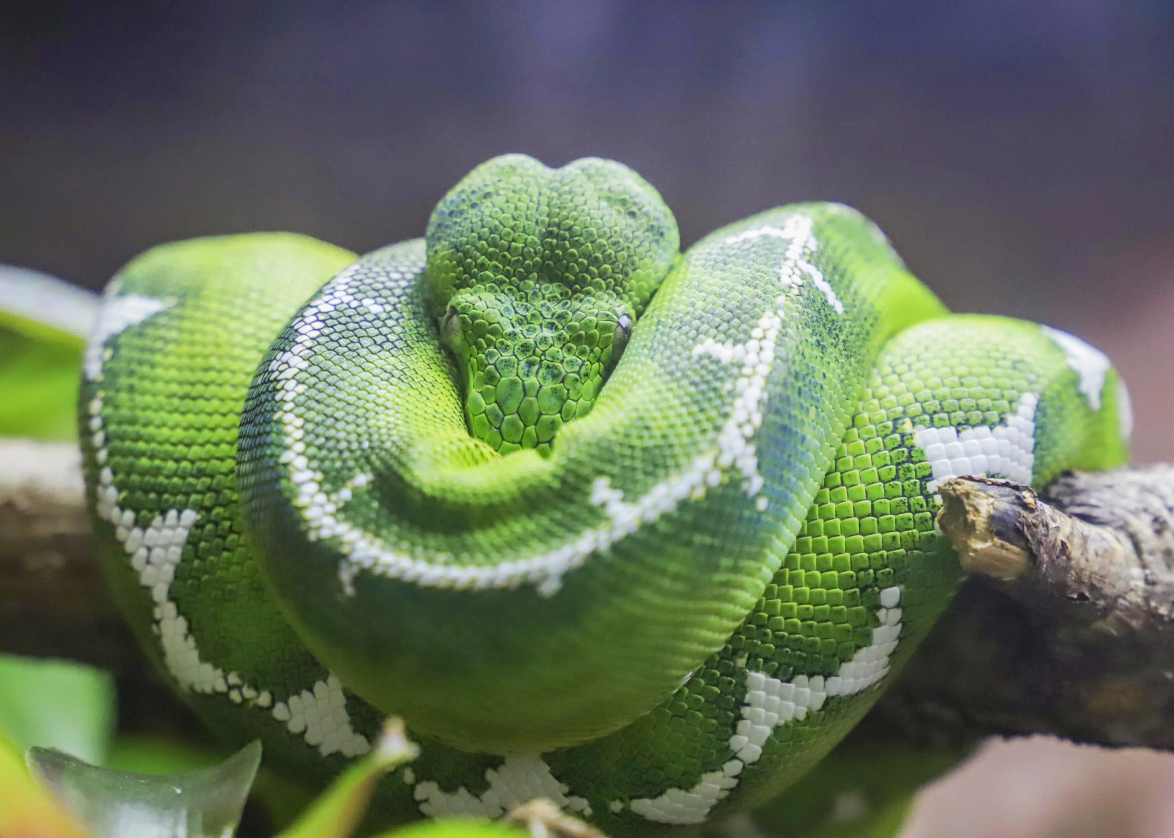Emerald tree boa curled up on a branch at Paignton Zoo in Devon, UK