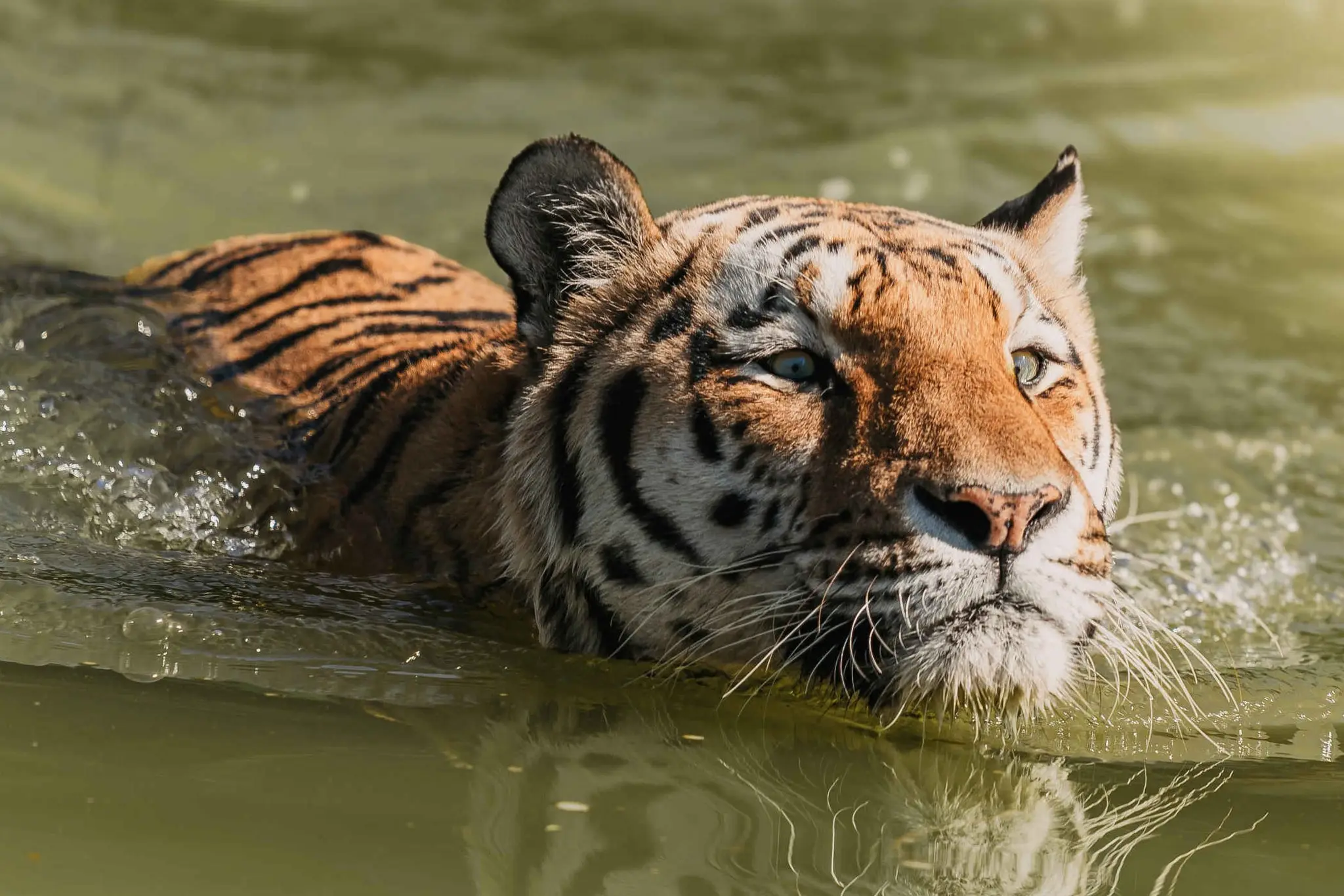 Een zwemmende tijger in Eindhoven Zoo