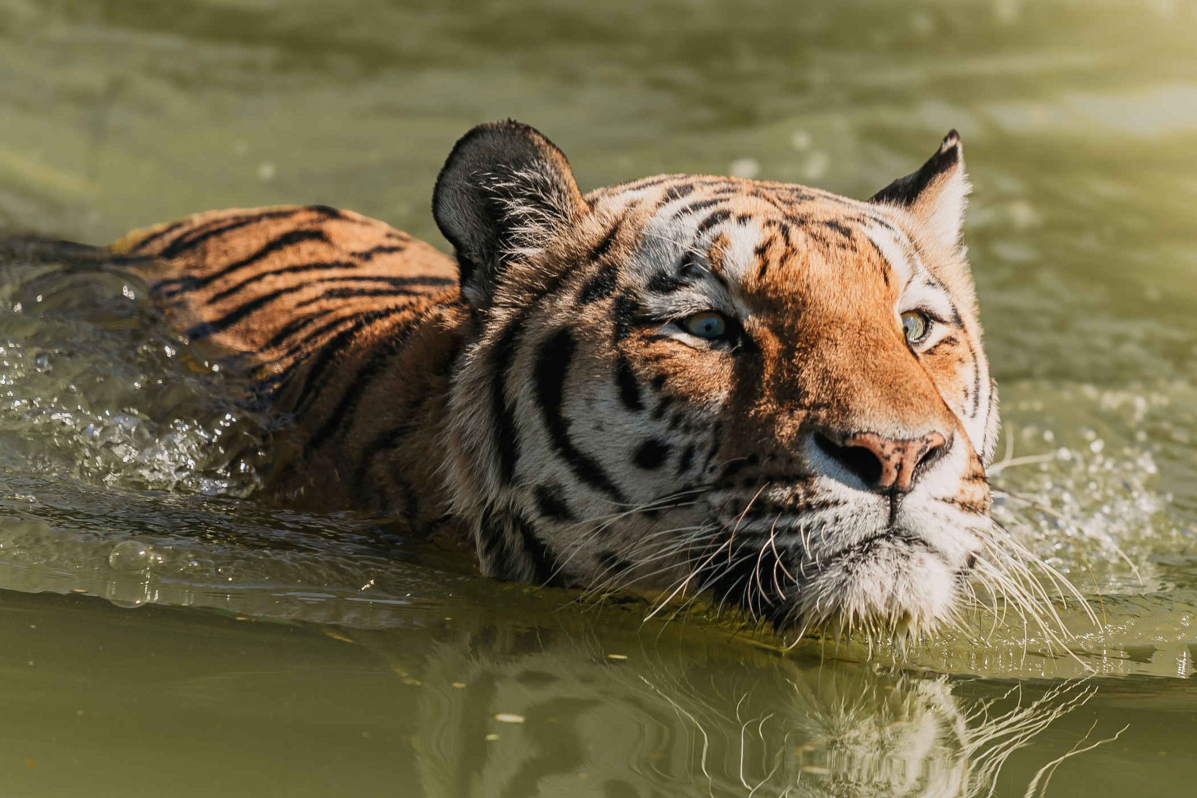 Een zwemmende tijger in Eindhoven Zoo