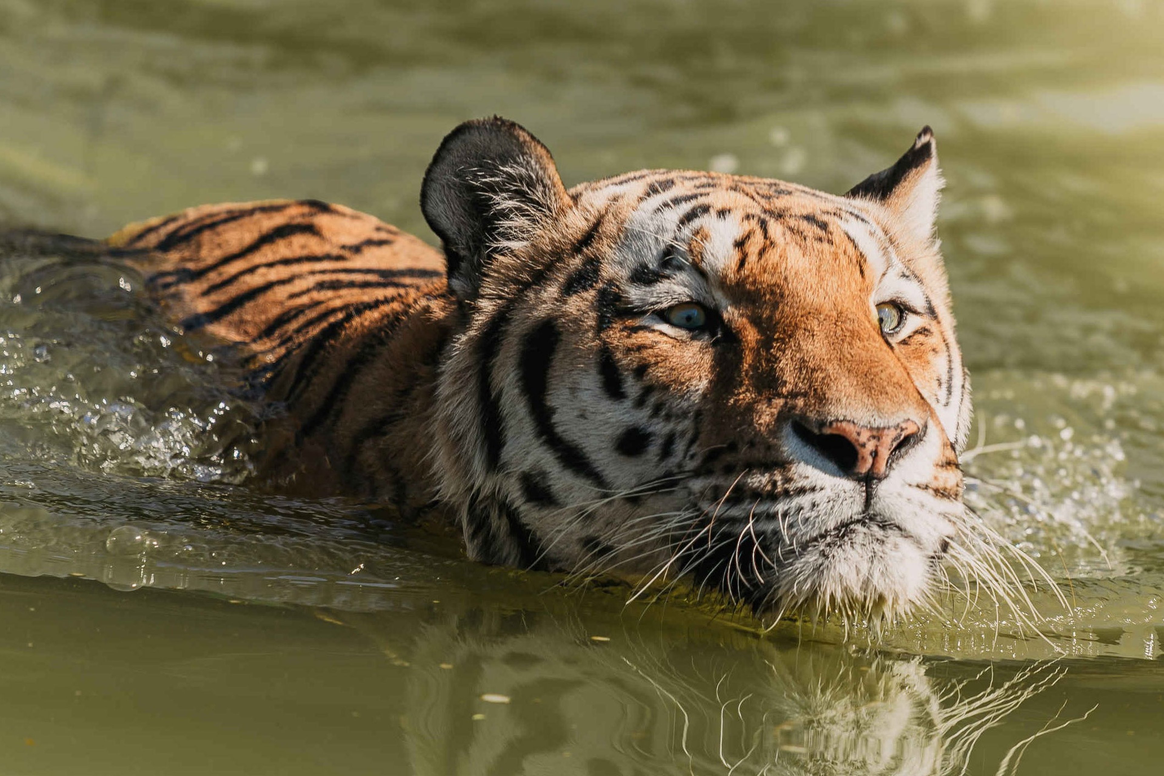 Een zwemmende tijger in Eindhoven Zoo