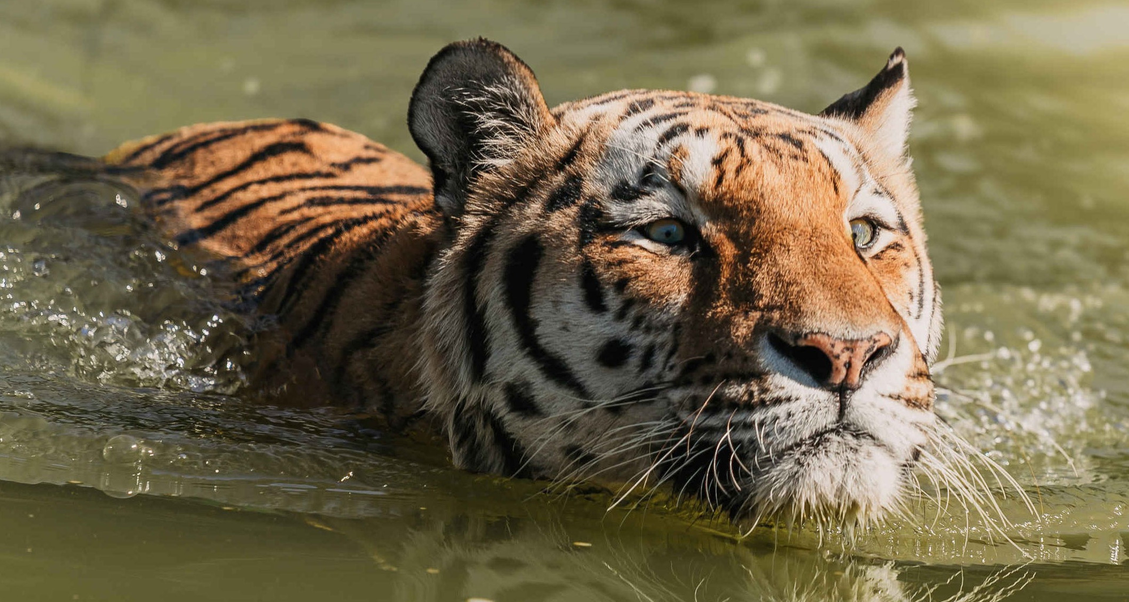 Een zwemmende tijger in Eindhoven Zoo