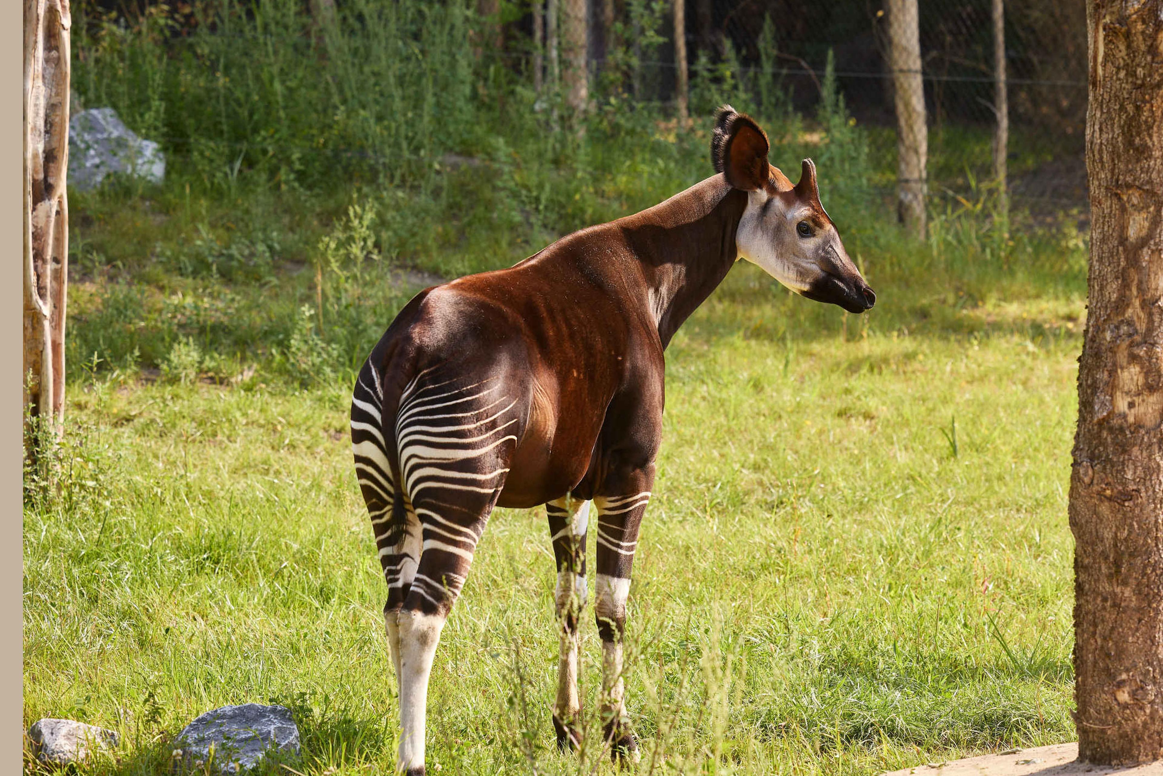 Een Okapi in ZooParc Overloon