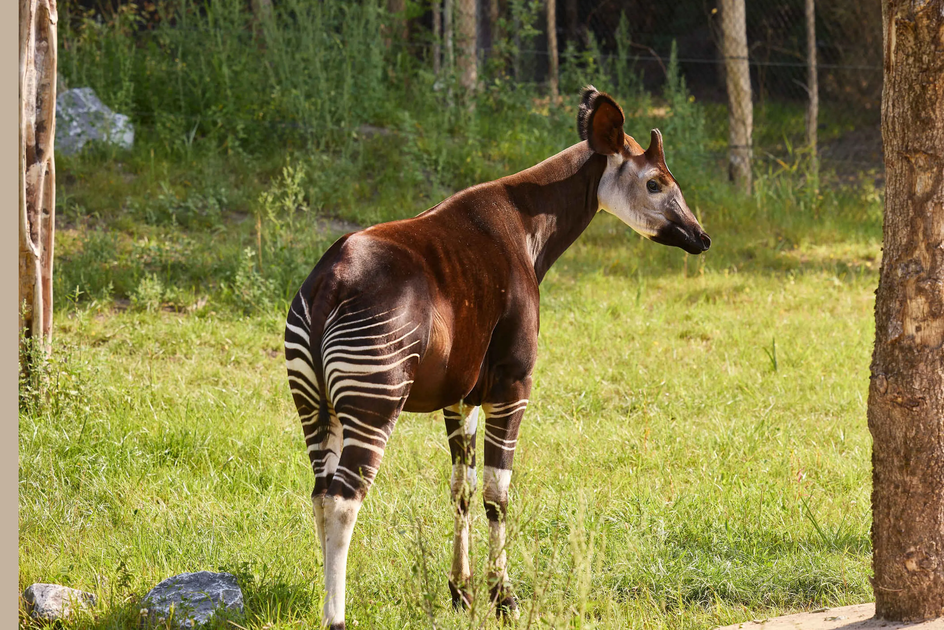 Een Okapi in ZooParc Overloon