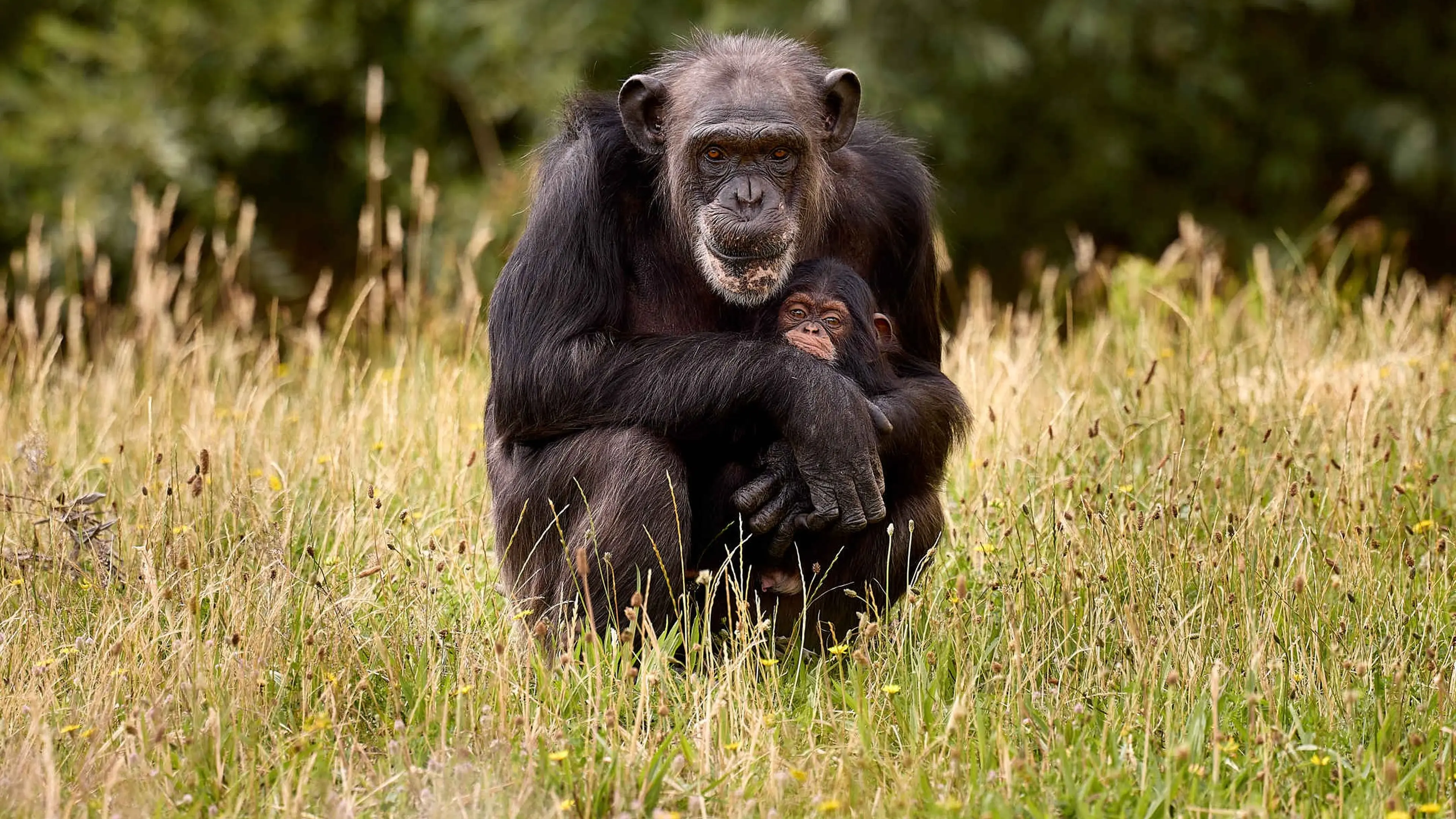 Een West-Afrikaanse chimpansee zit met haar jong in het gras bij Eindhoven Zoo.