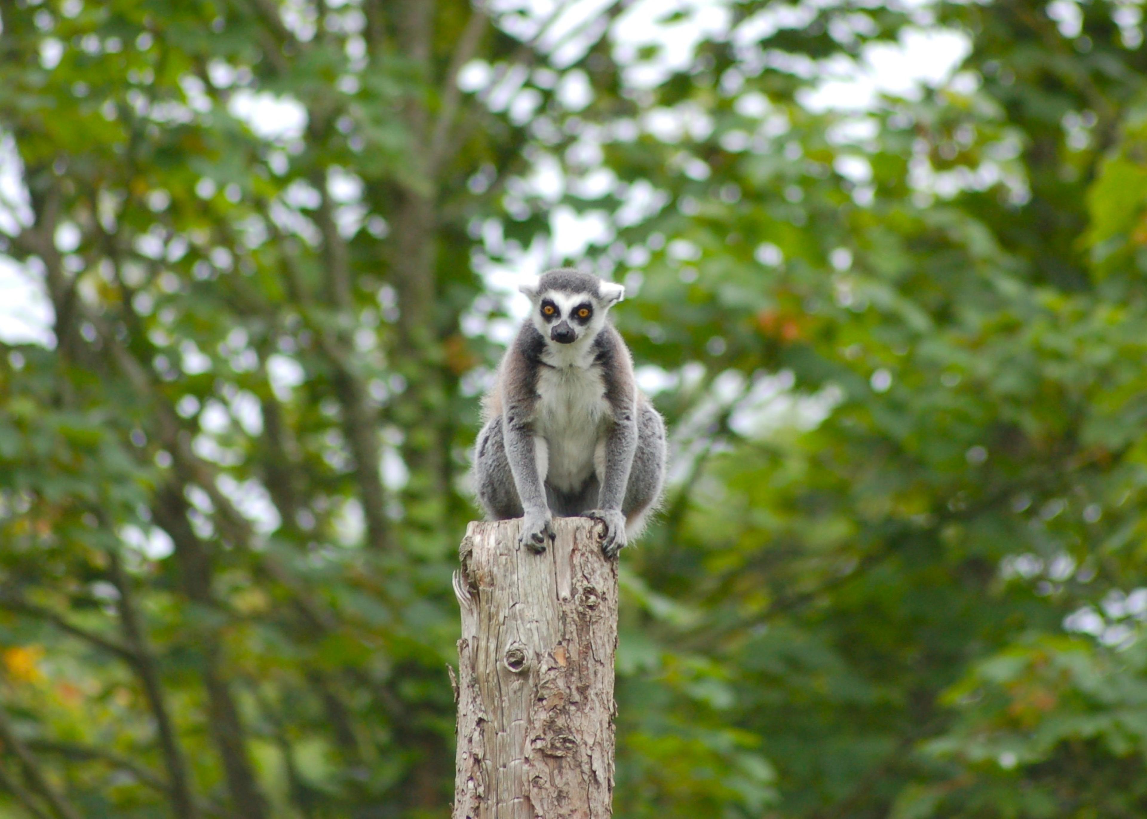 A lemur sits upright on a wooden stump, surrounded by lush green trees in the background.