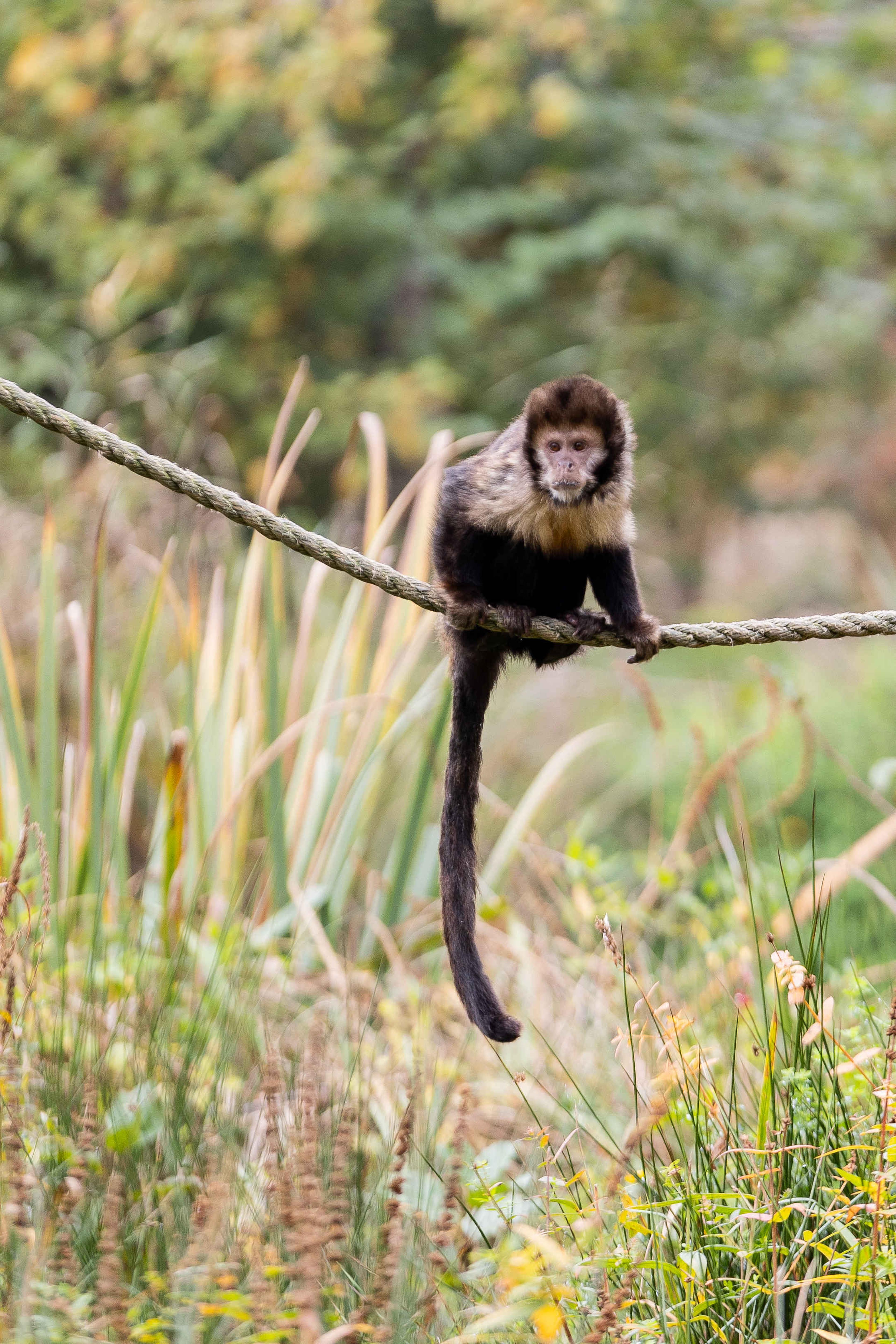 Geelborstkapucijnaap op touw in AquaZoo Leeuwarden