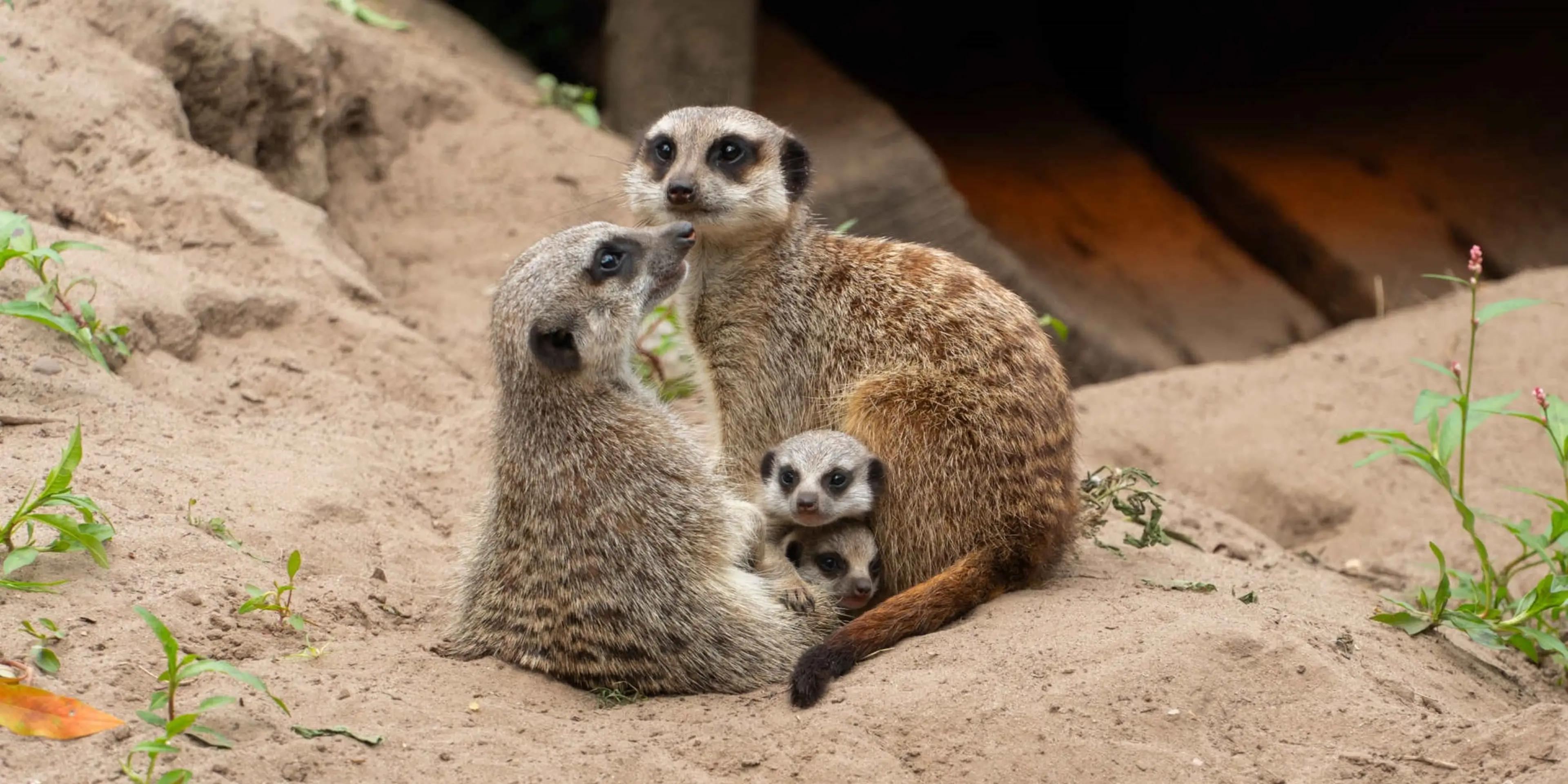 Vier stokstaartjes, waaronder twee jongen, zitten bij elkaar in Safaripark Beekse Bergen.