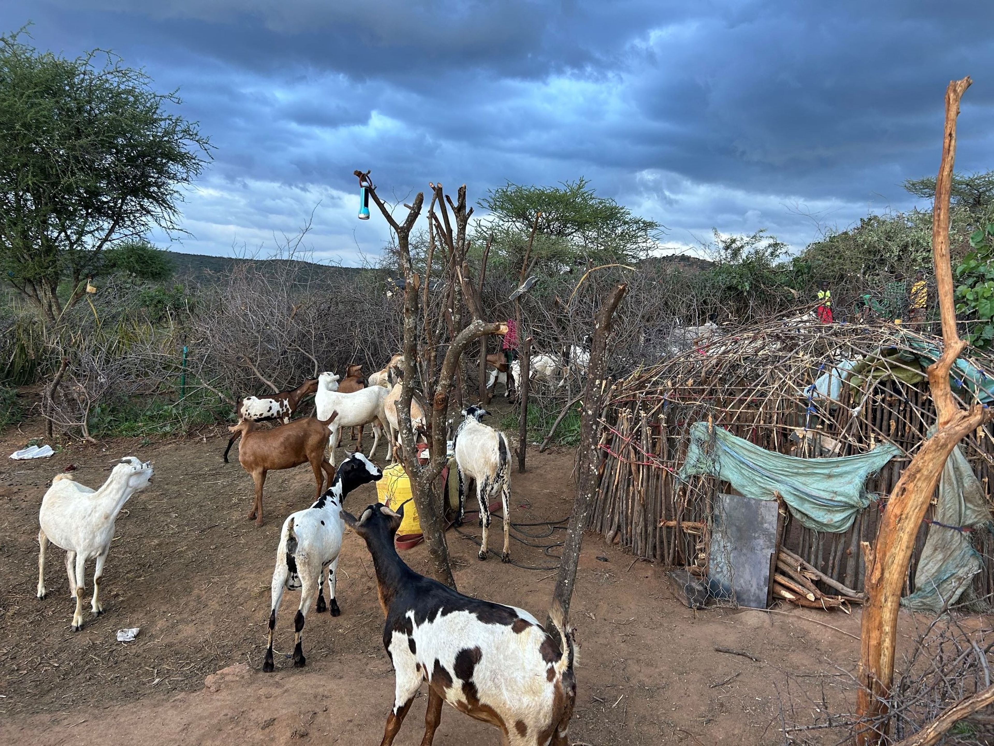 Een dag als geitenherder in Kenia.