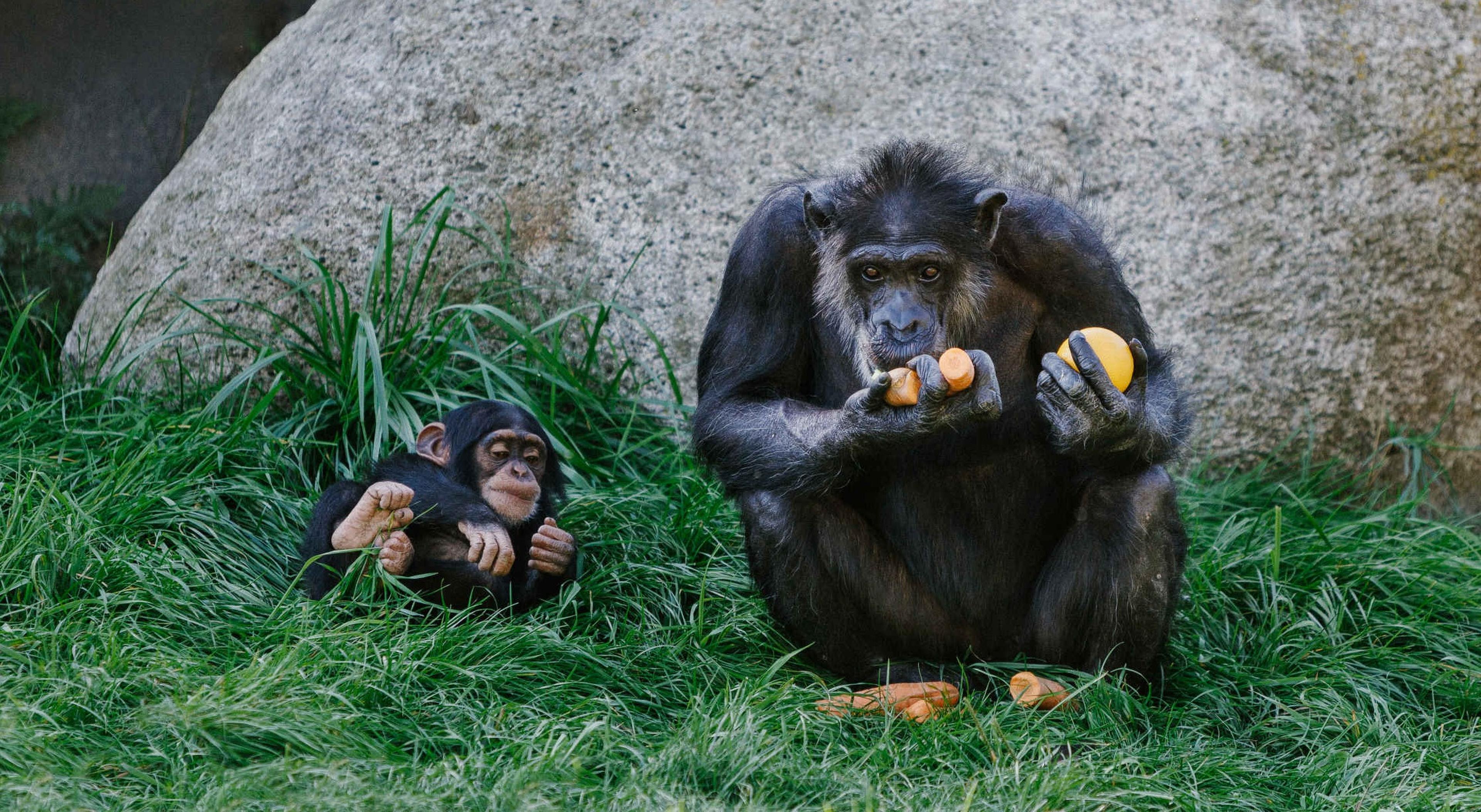 Een West-Afrikaanse chimpansee is aan het eten terwijl een jong toekijkt bij Eindhoven Zoo.