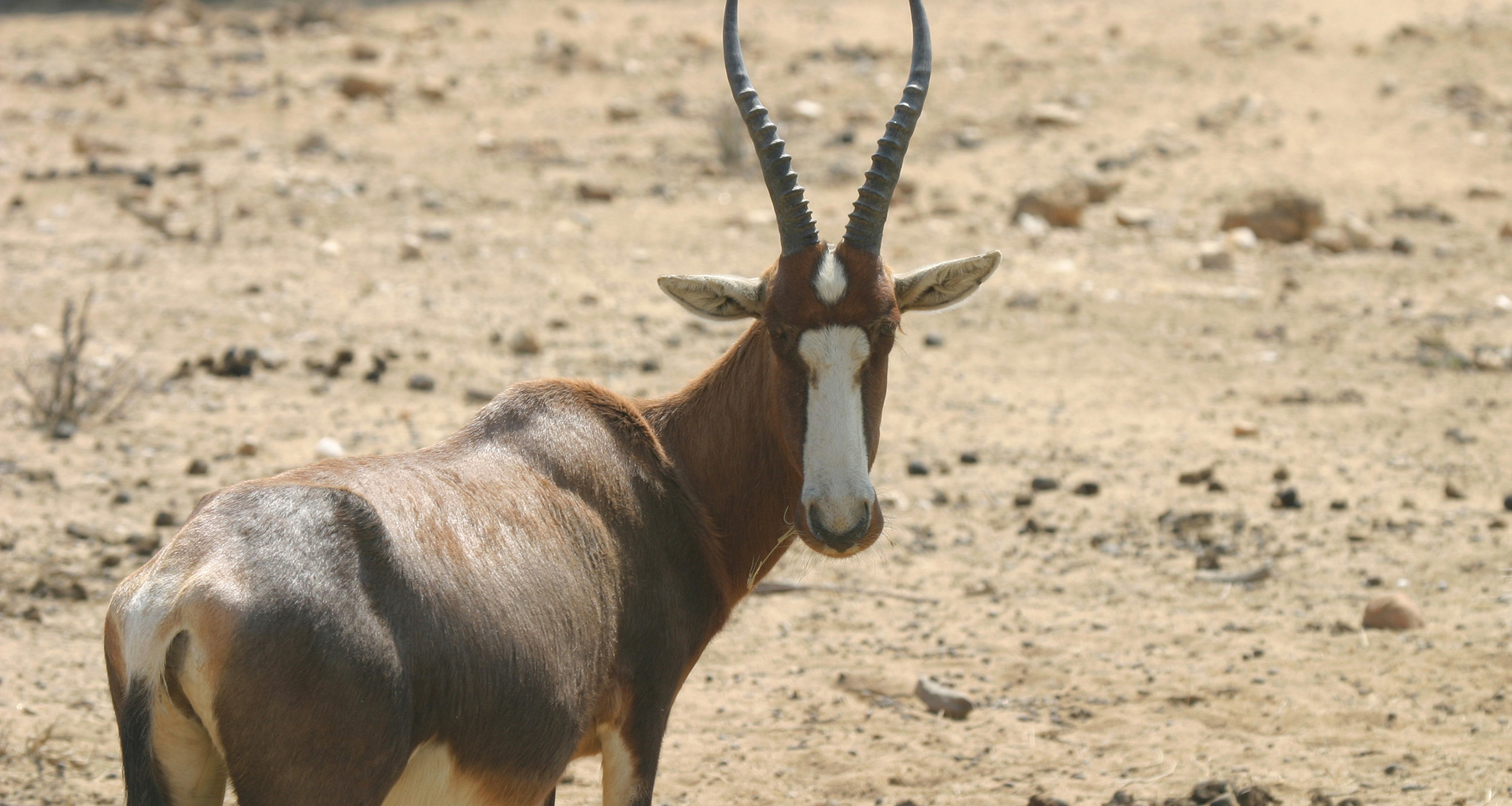 Blesbok