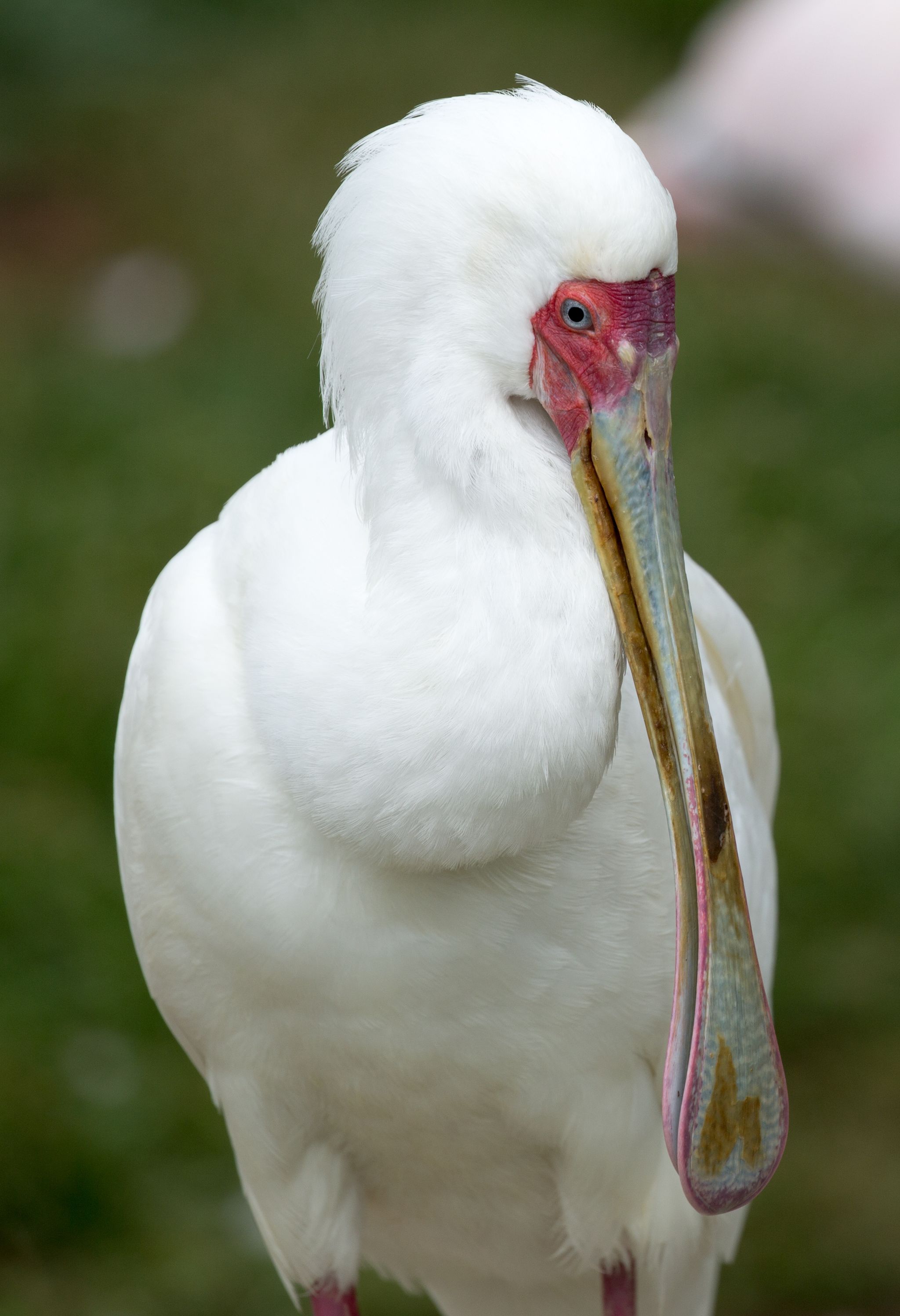 Afrikaanse lepelaar close-up in ZooParc Overloon