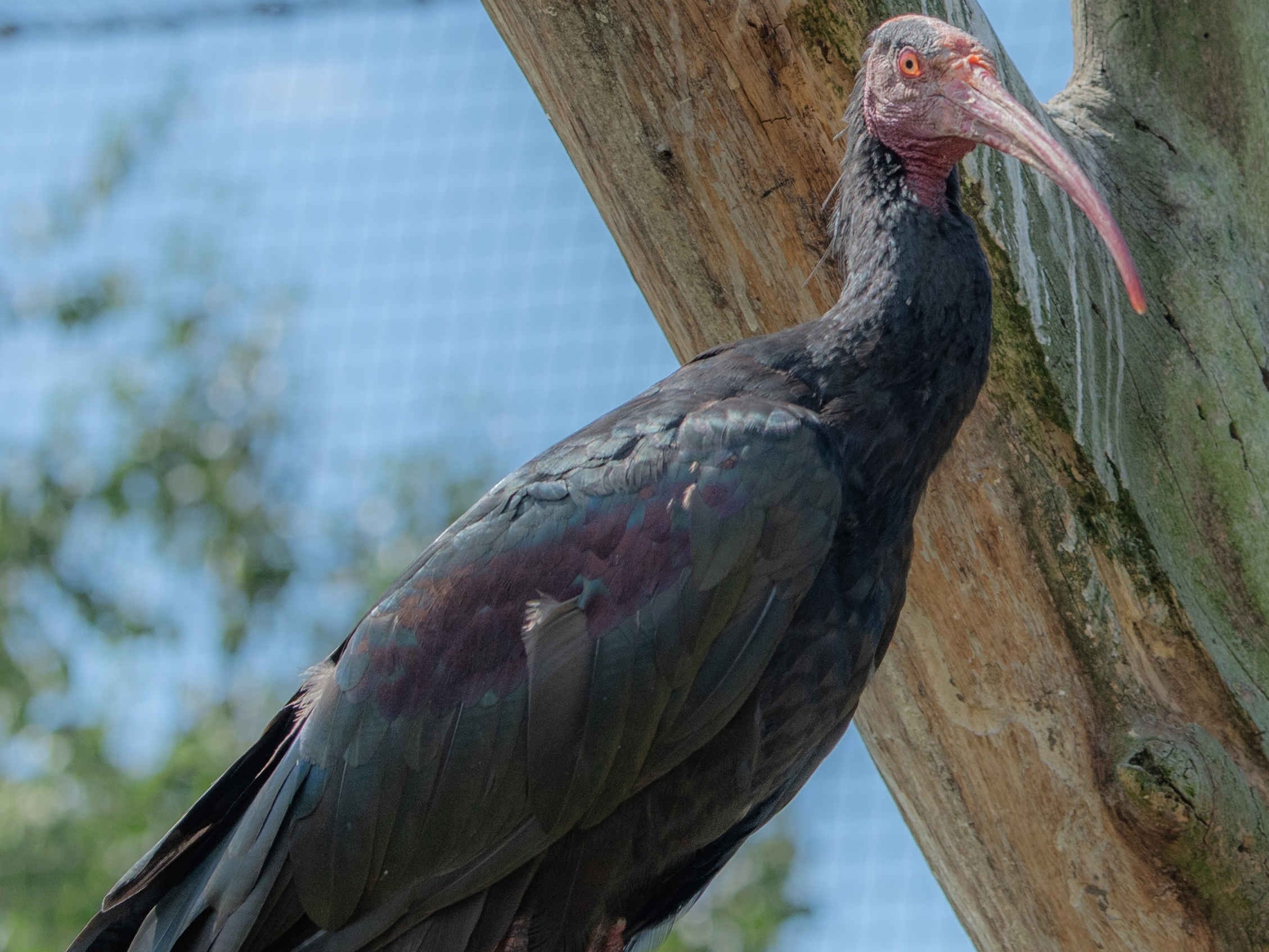 Een kaalkop Ibis bij Eindhoven Zoo.