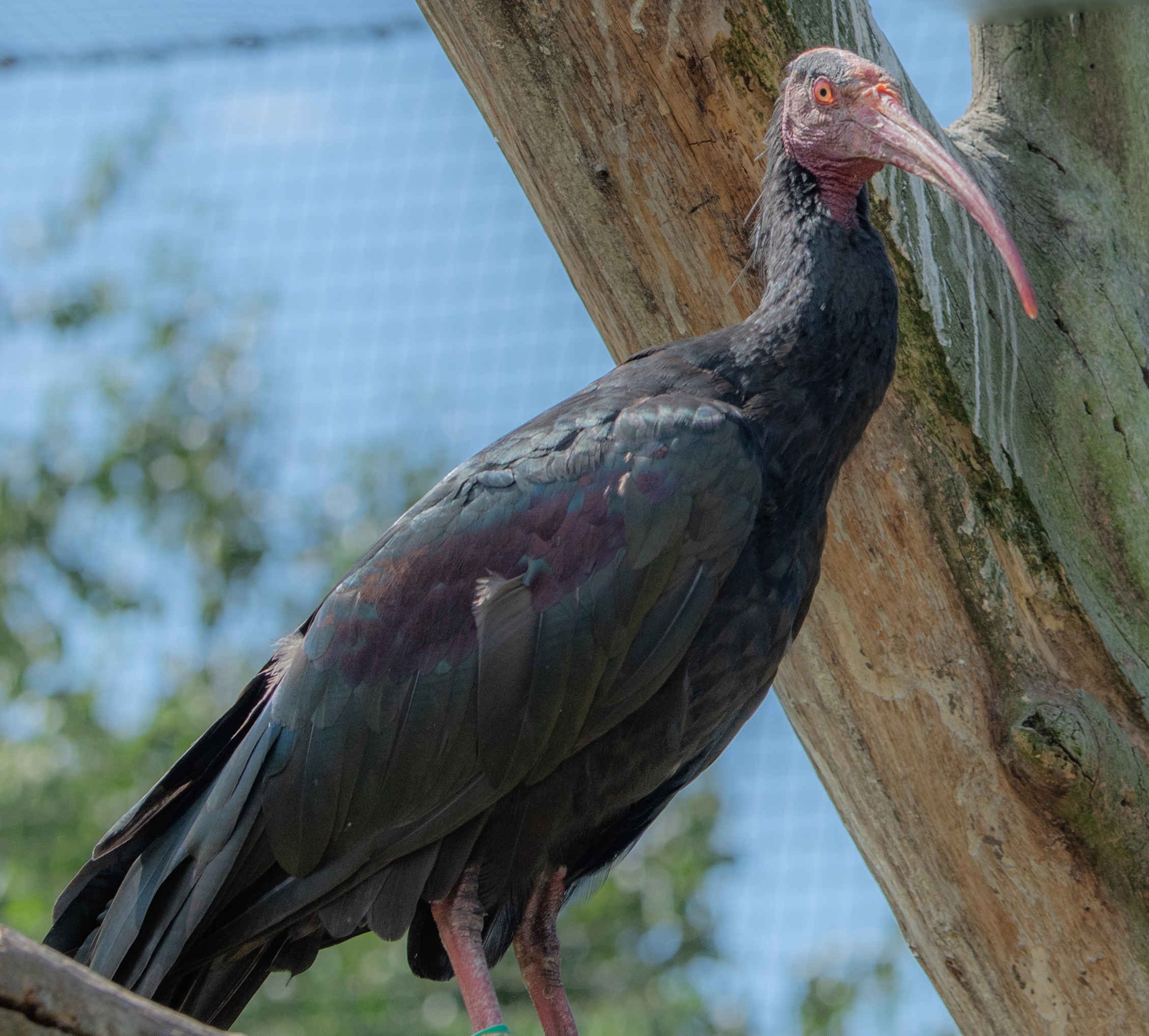 Een kaalkop Ibis bij Eindhoven Zoo.