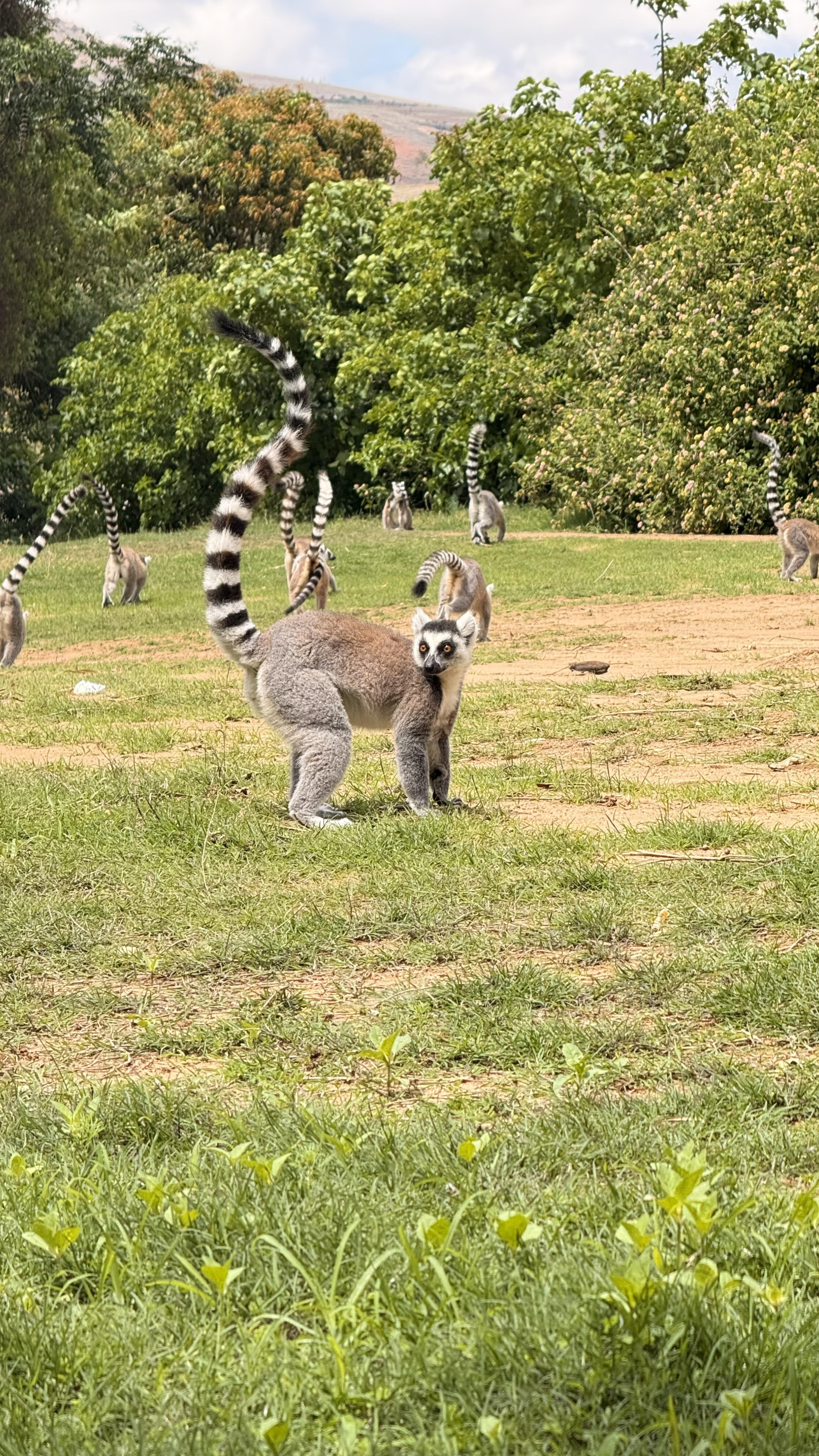 Een foto van een groep ringstaartmaki's gemaakt in Madagaskar, hier draagt de Nederlandse Vereniging van Dierentuinen bij aan een natuurherstelproject, waaronder Beekse Bergen.