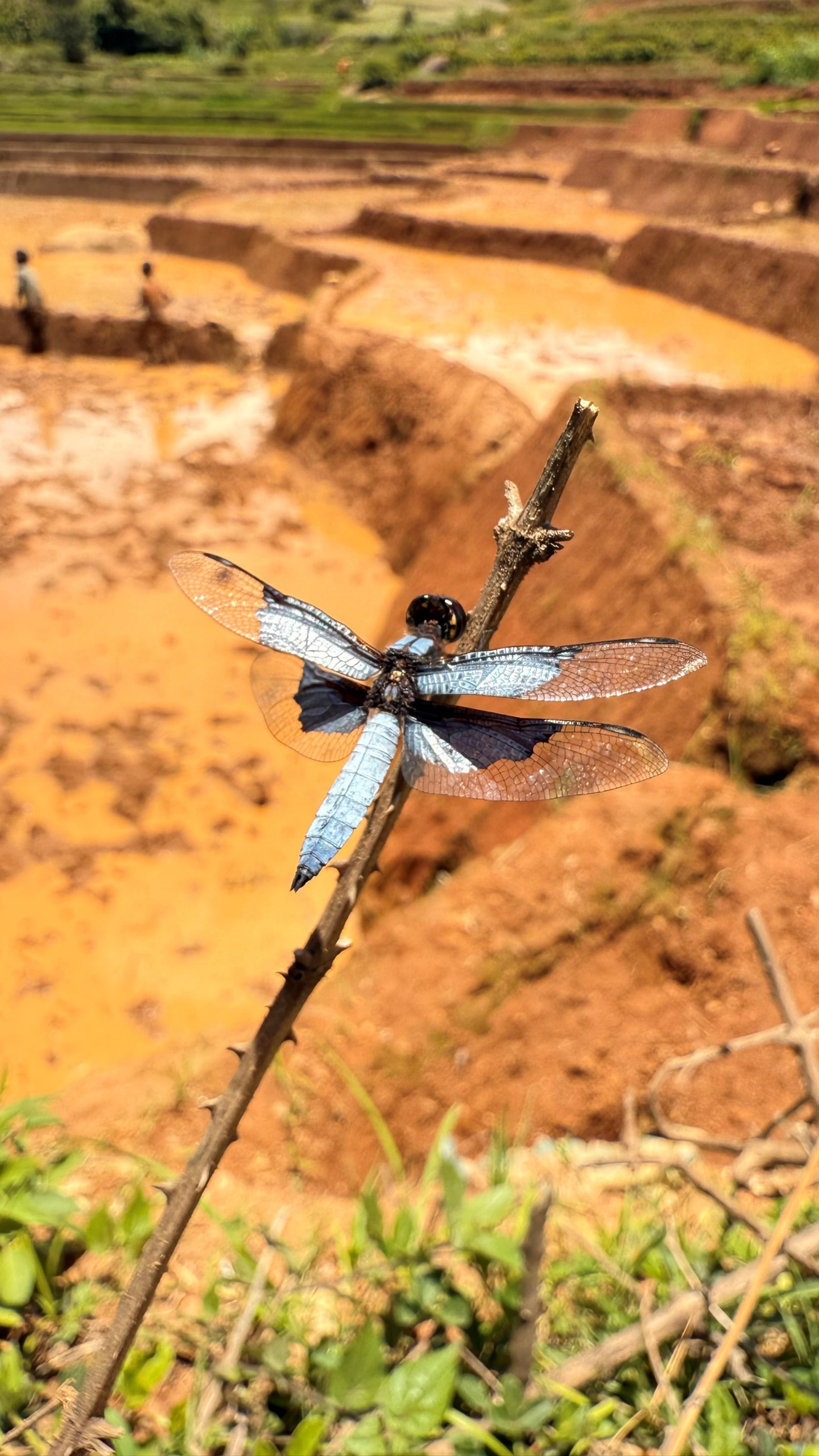 Een foto van een libelle in Madagaskar, hier draagt de Nederlandse Vereniging van Dierentuinen bij aan een natuurherstelproject, waaronder AquaZoo Leeuwarden.