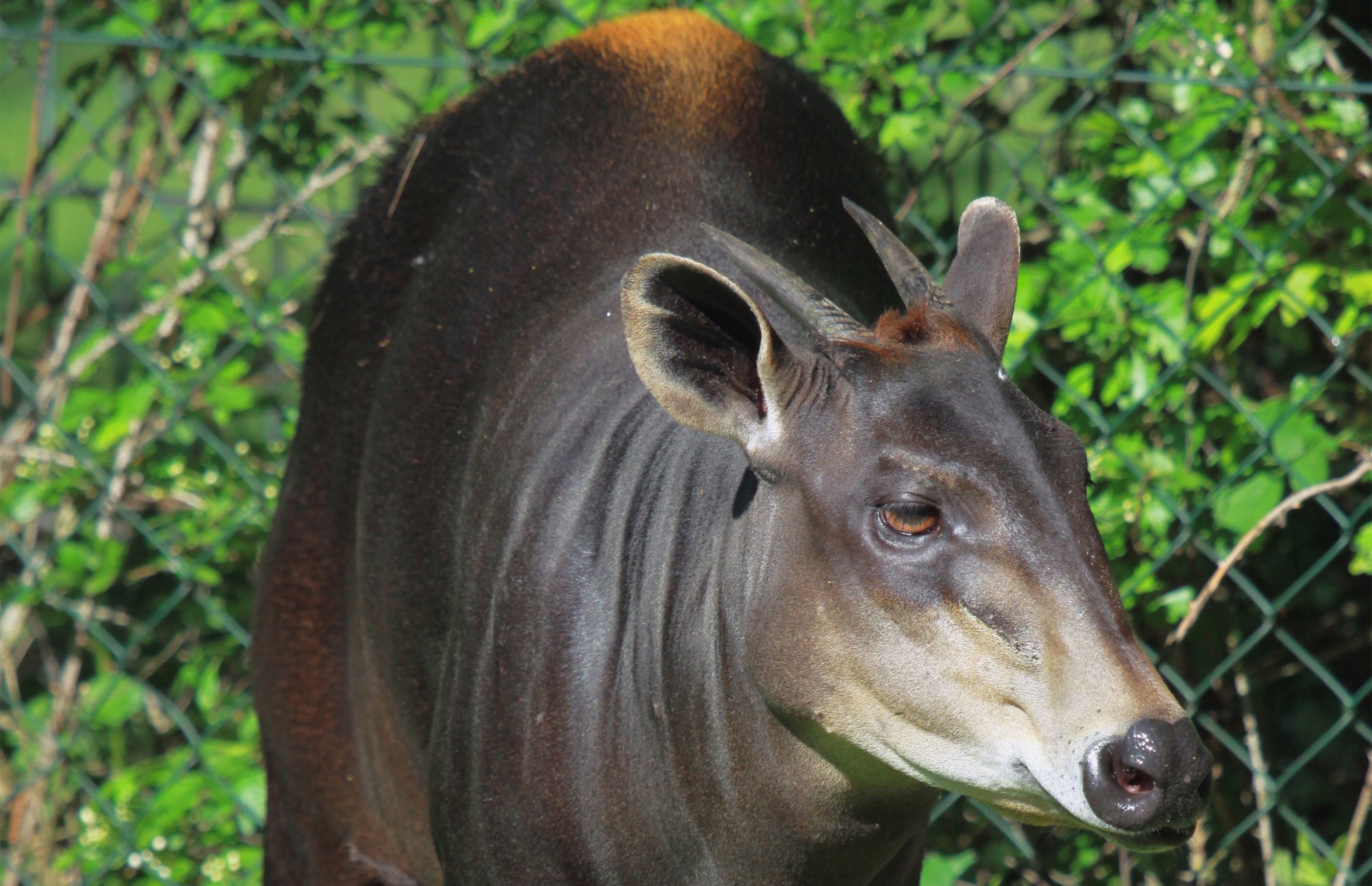 Een geelrugduiker, binnenkort te zien in ZooParc Overloon