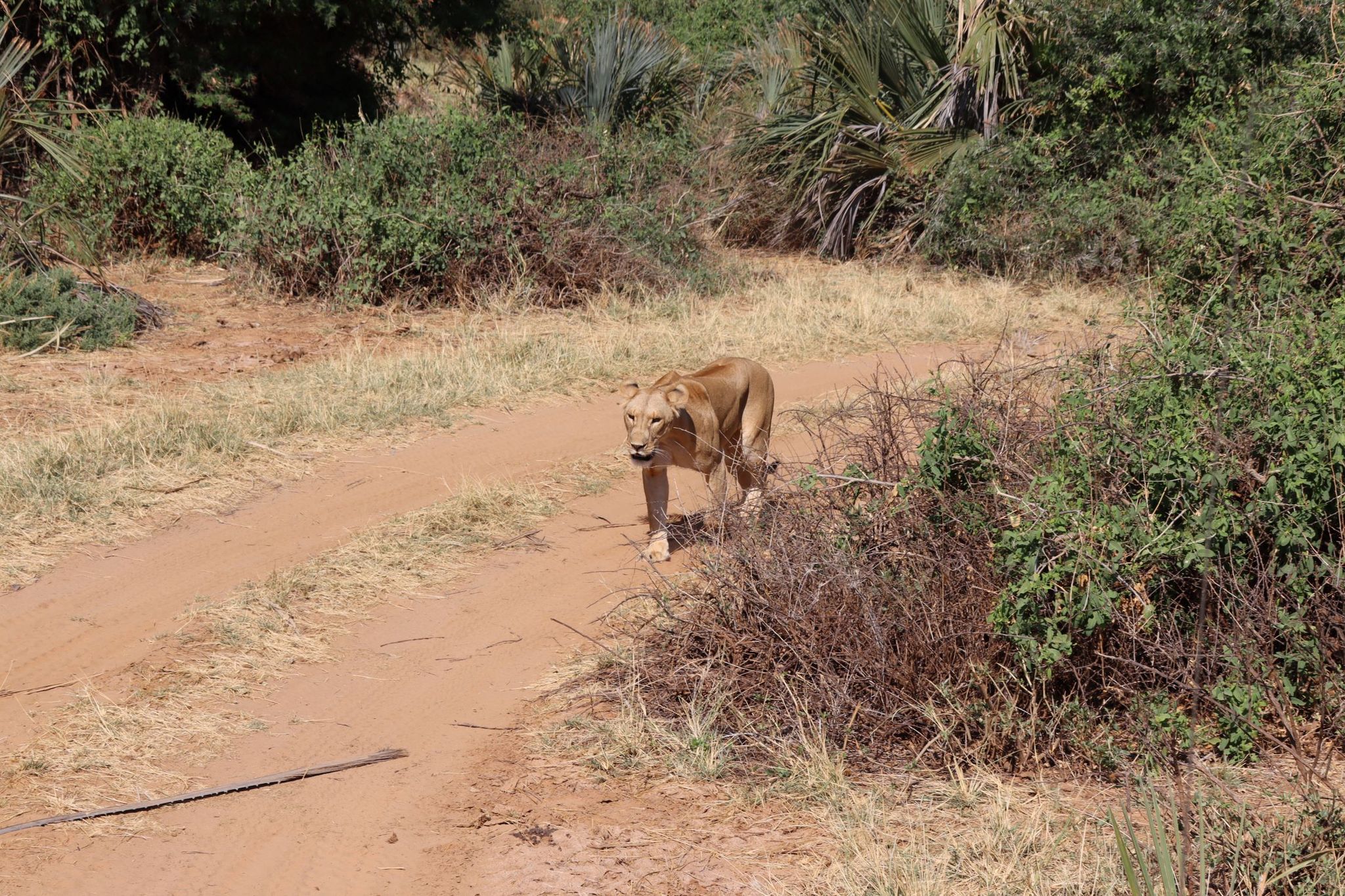 Een leeuw loopt over de weg in Samburu National Park in Kenia.