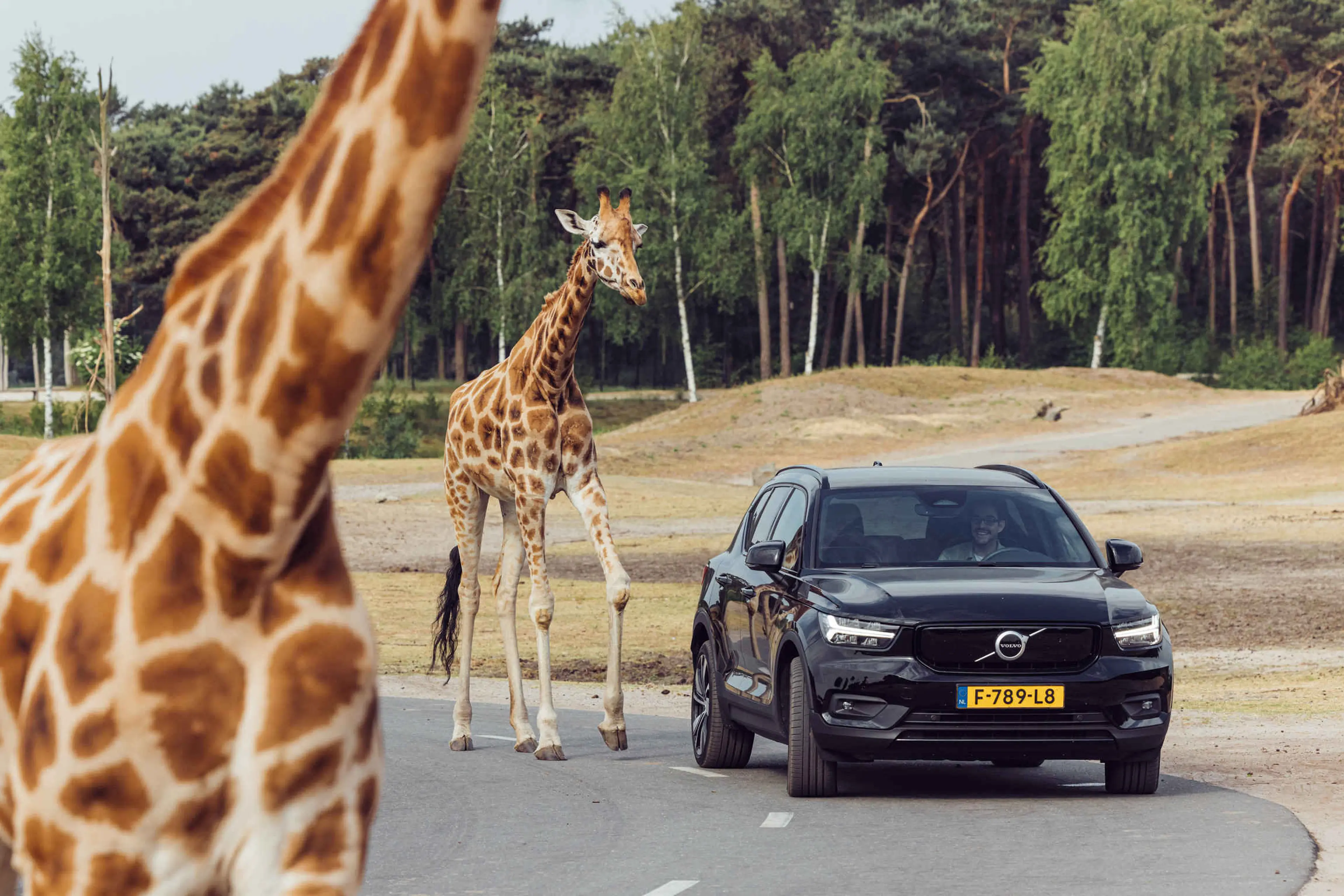 Giraffen bij een auto tijdens de autosafari in Safaripark Beekse Bergen