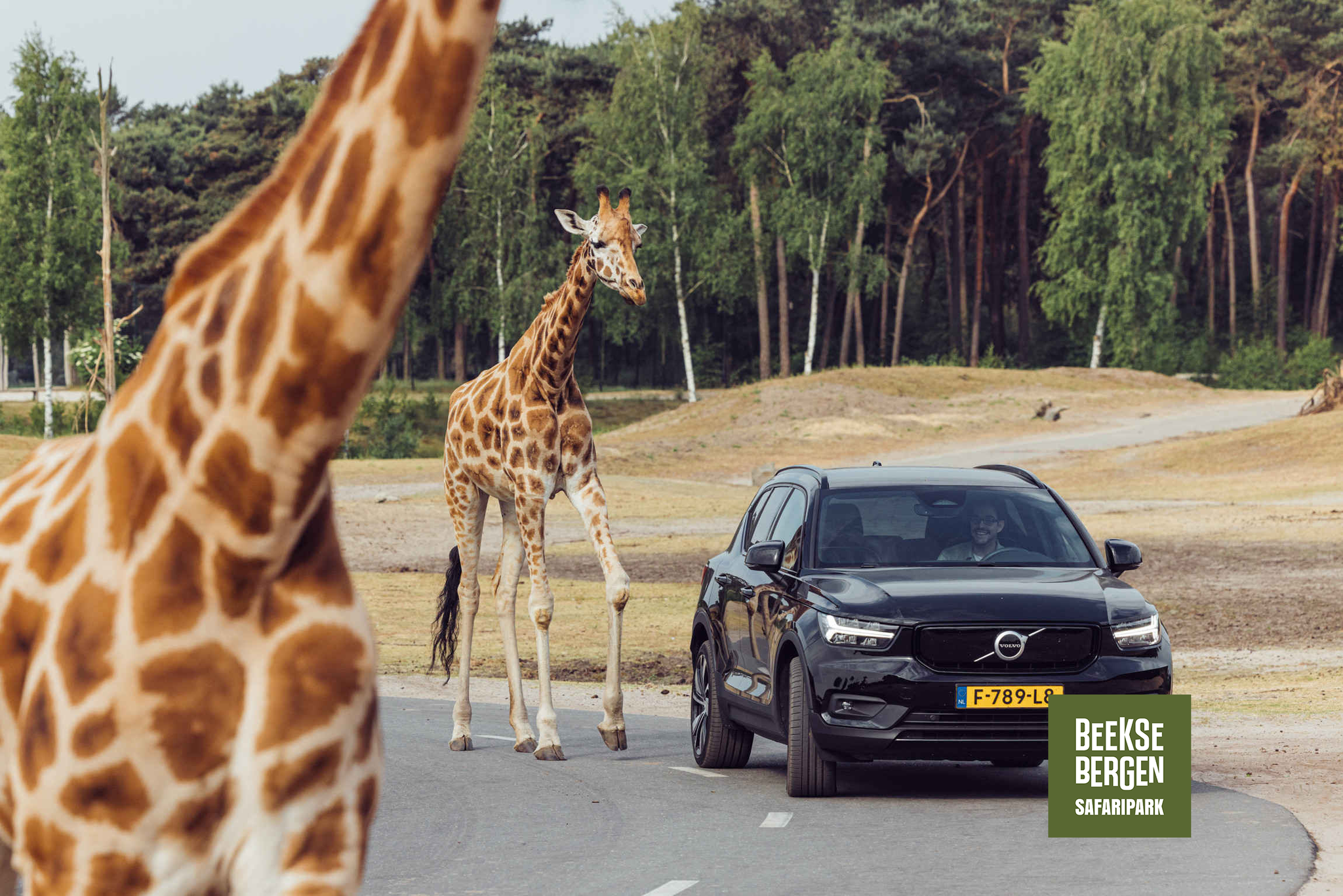 Autosafari in Safaripark Beekse Bergen