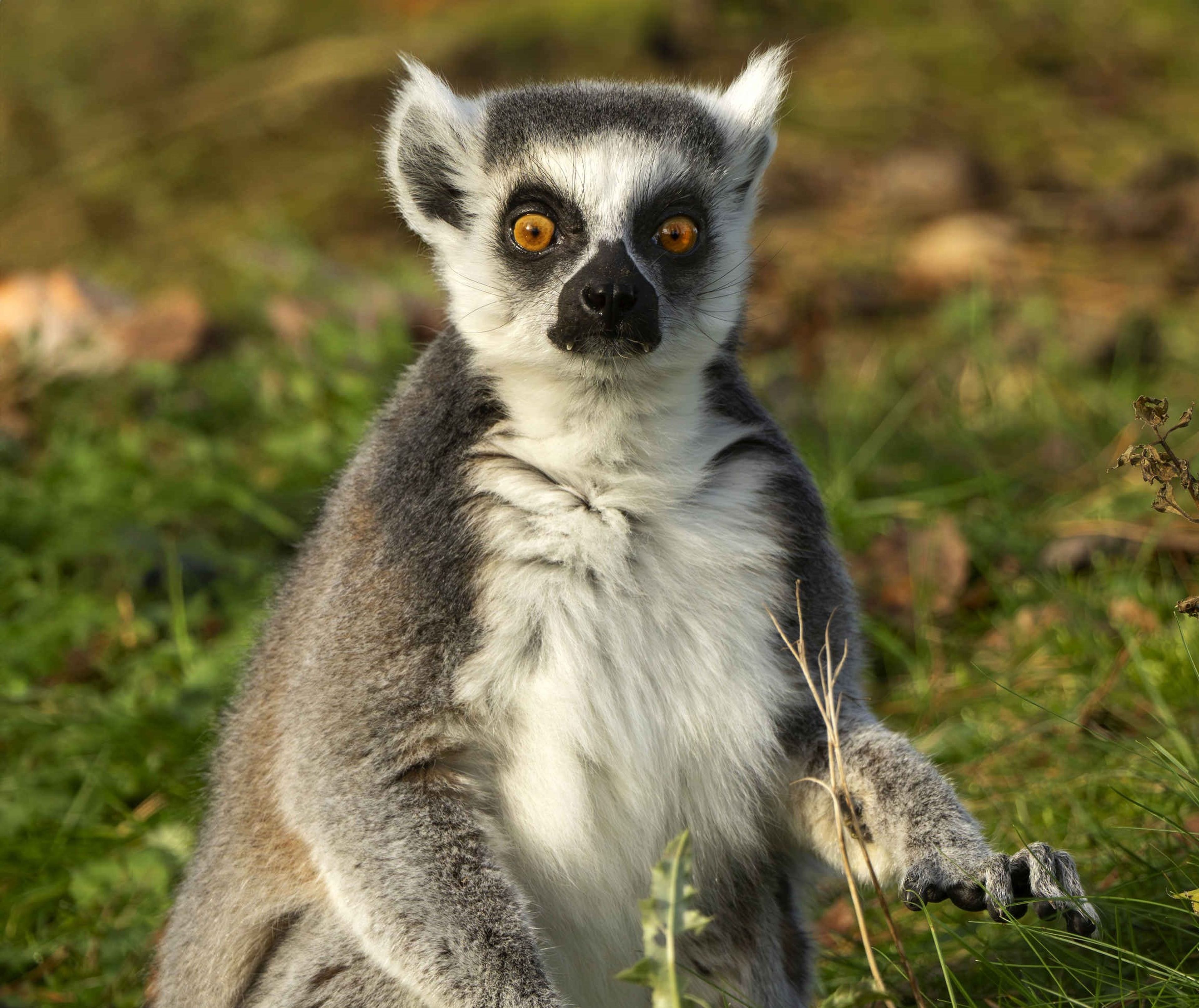 Een ringstaartmaki zit in de zon bij Safaripark Beekse Bergen.